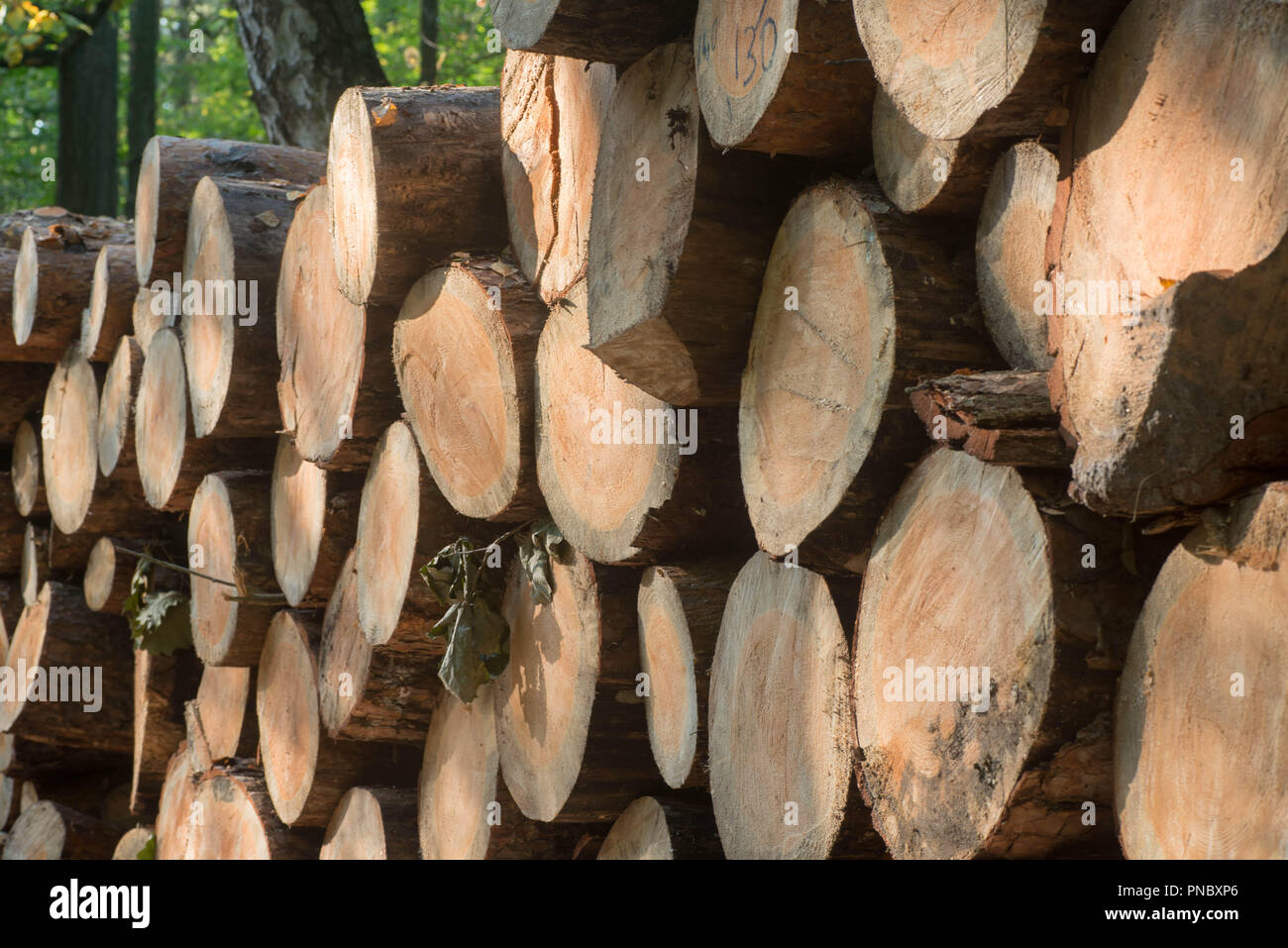 Pila di tagliare i registri di pino in foresta Foto Stock