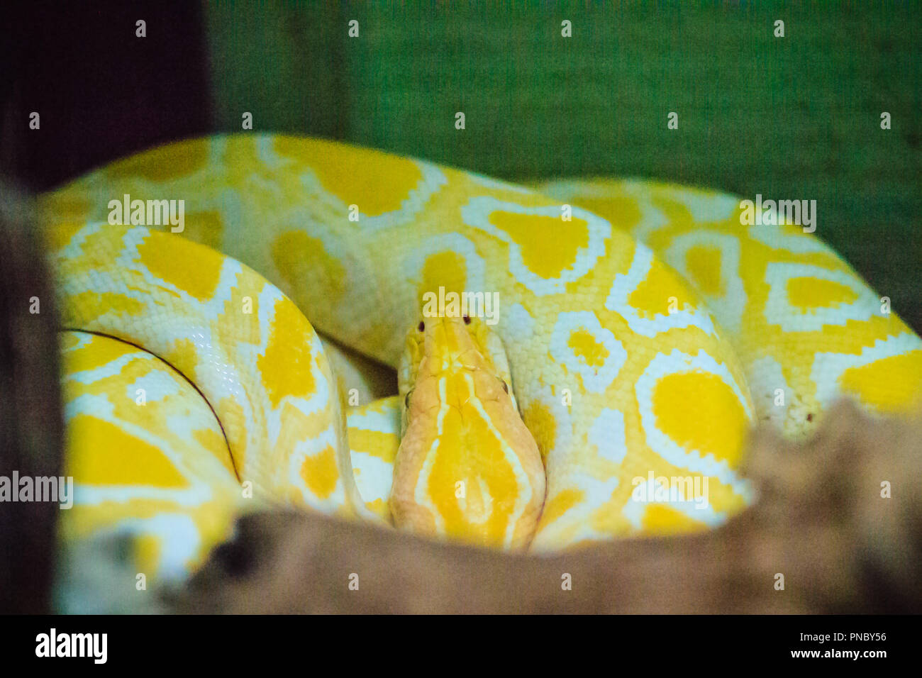 Albino birmano (Python Python bivittatus) è uno dei cinque più grandi specie di serpenti nel mondo è nativo in una grande area di tropicale a sud e Foto Stock