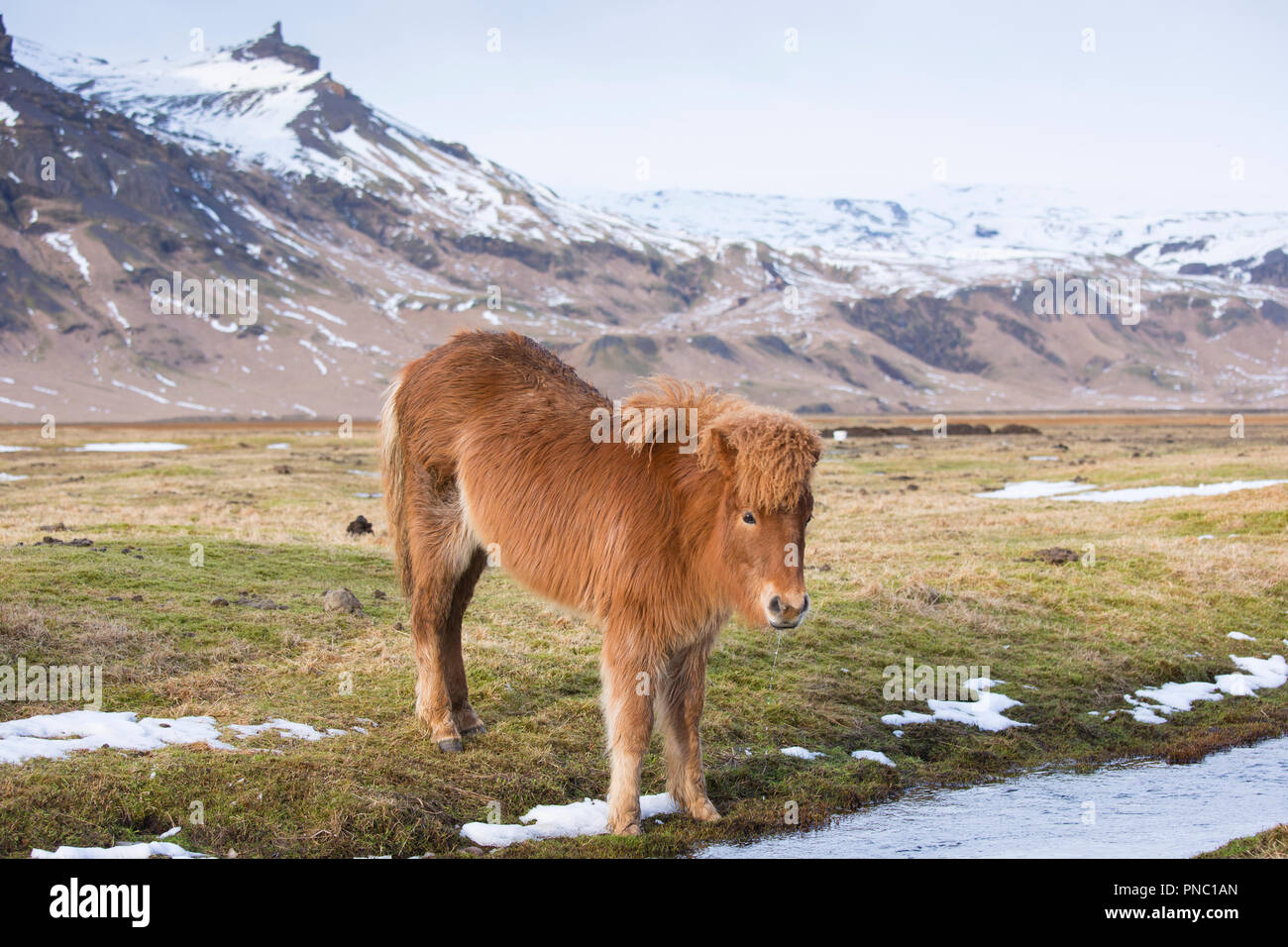 Carino shaggy dai capelli tipico pony islandese nel sud dell'Islanda Foto Stock