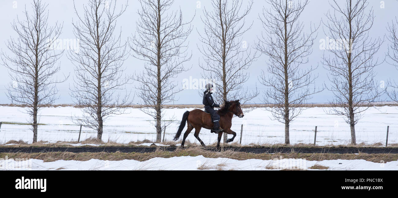 Donna di equitazione pony islandese facendo il tradizionale tolt gait - tolting - in Hella nel sud dell'Islanda Foto Stock