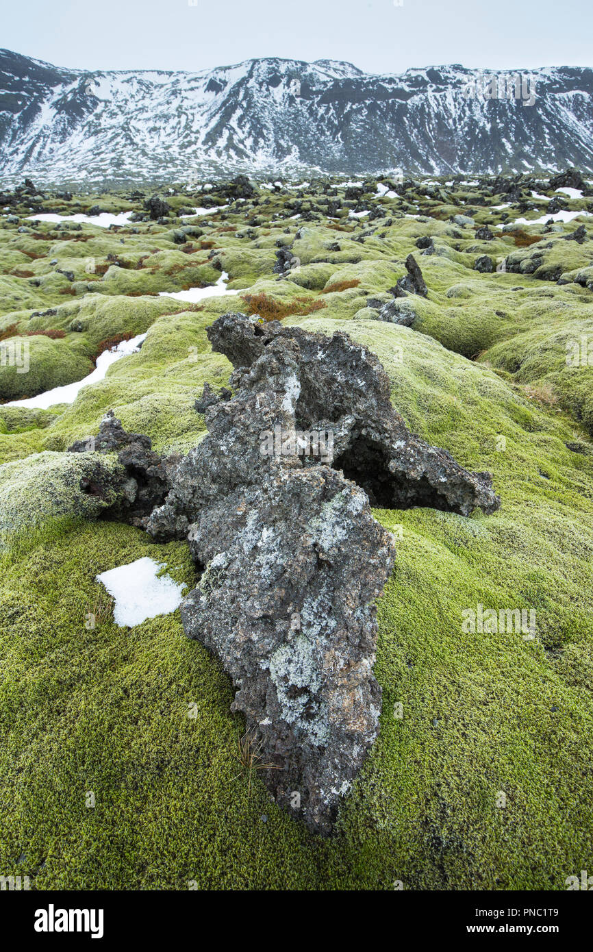 Campo di lava con il lichen in Reykjanes geoparco UNESCO area globale di diversità geologica - vulcaniche e attività geotermica. Mid-Atlantic ridge, reykjan Foto Stock