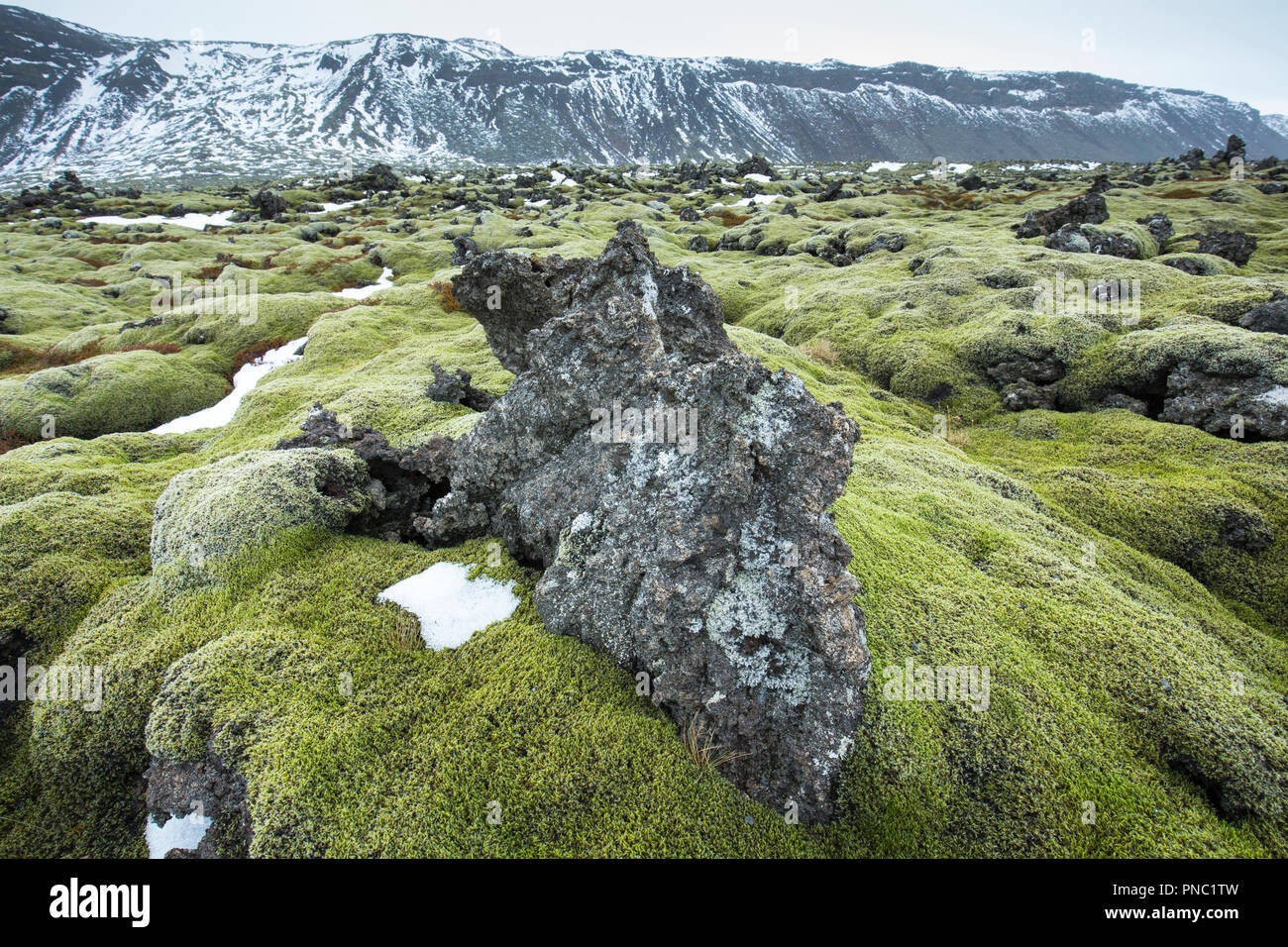 Campo di lava con il lichen in Reykjanes geoparco UNESCO area globale di diversità geologica - vulcaniche e attività geotermica. Mid-Atlantic ridge, reykjan Foto Stock