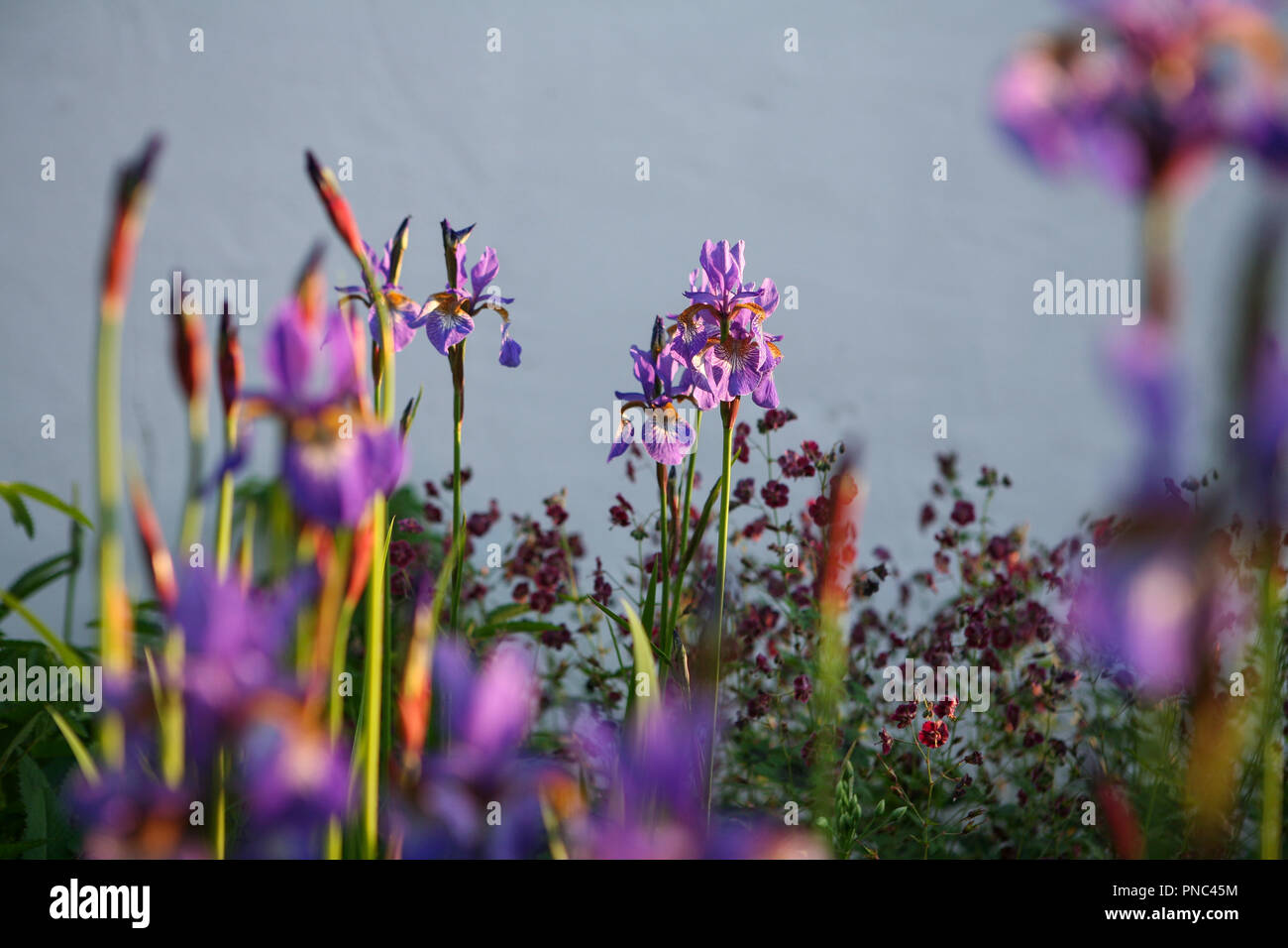 Iris sibirica 'Tropic Notte' Foto Stock