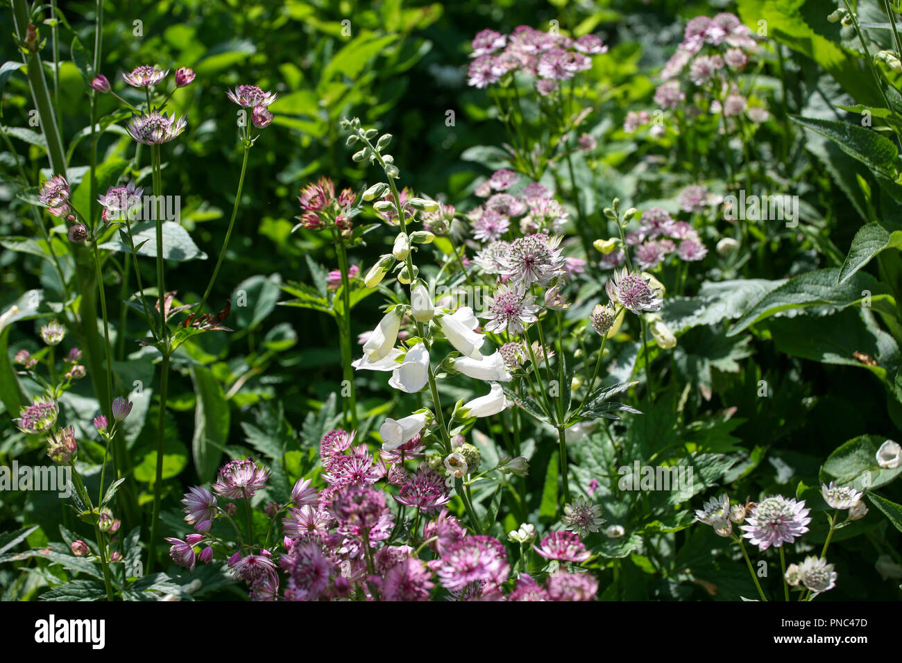 Singola bianco foxglove (Digitalis purpurea "Alba" tra rosa Astrantias, erbaceo schema impianto Foto Stock