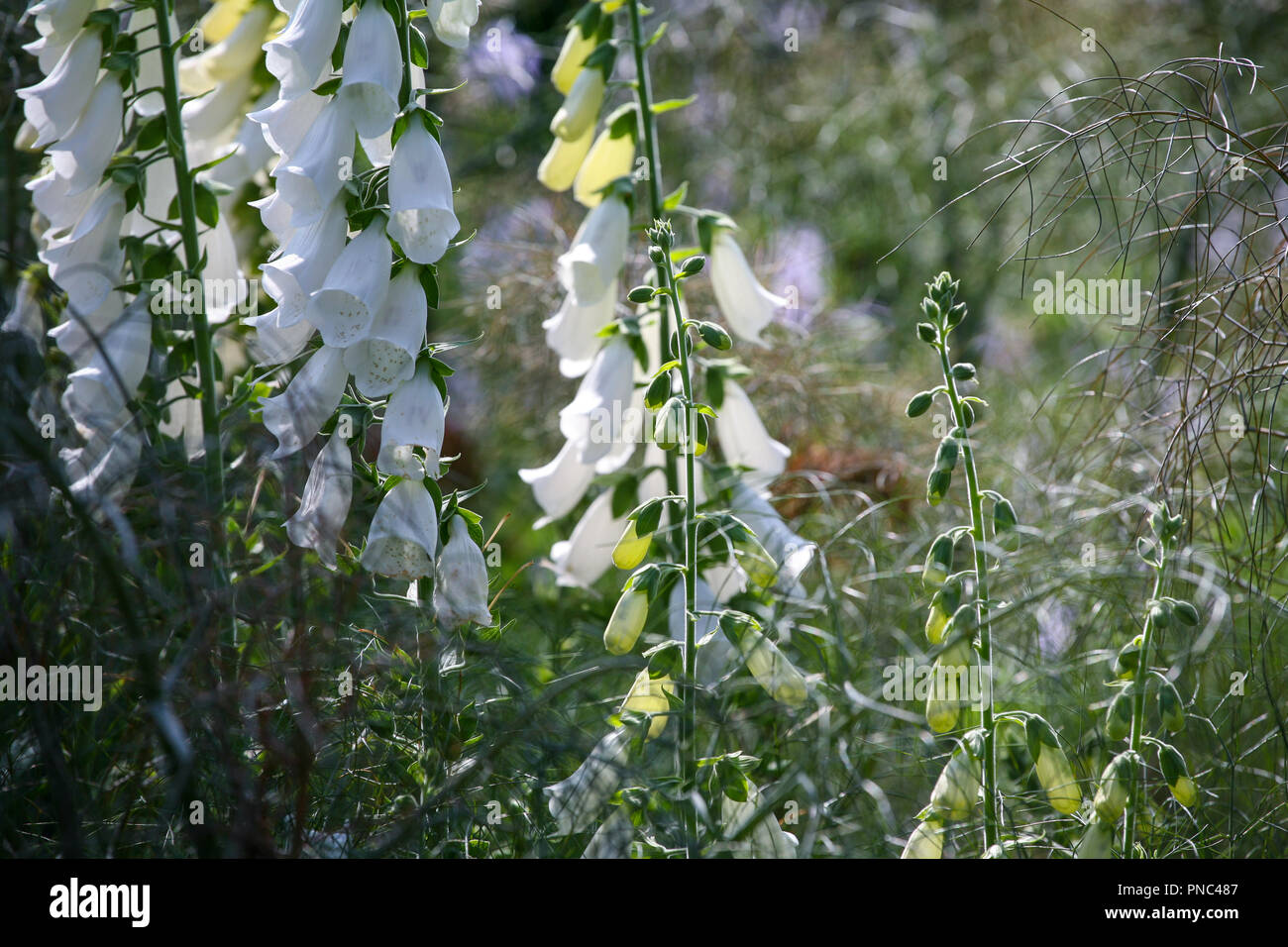 Digitalis purpurea "Alba" - bianco foxgloves in una piantagione erbacea scheme, estate Foto Stock