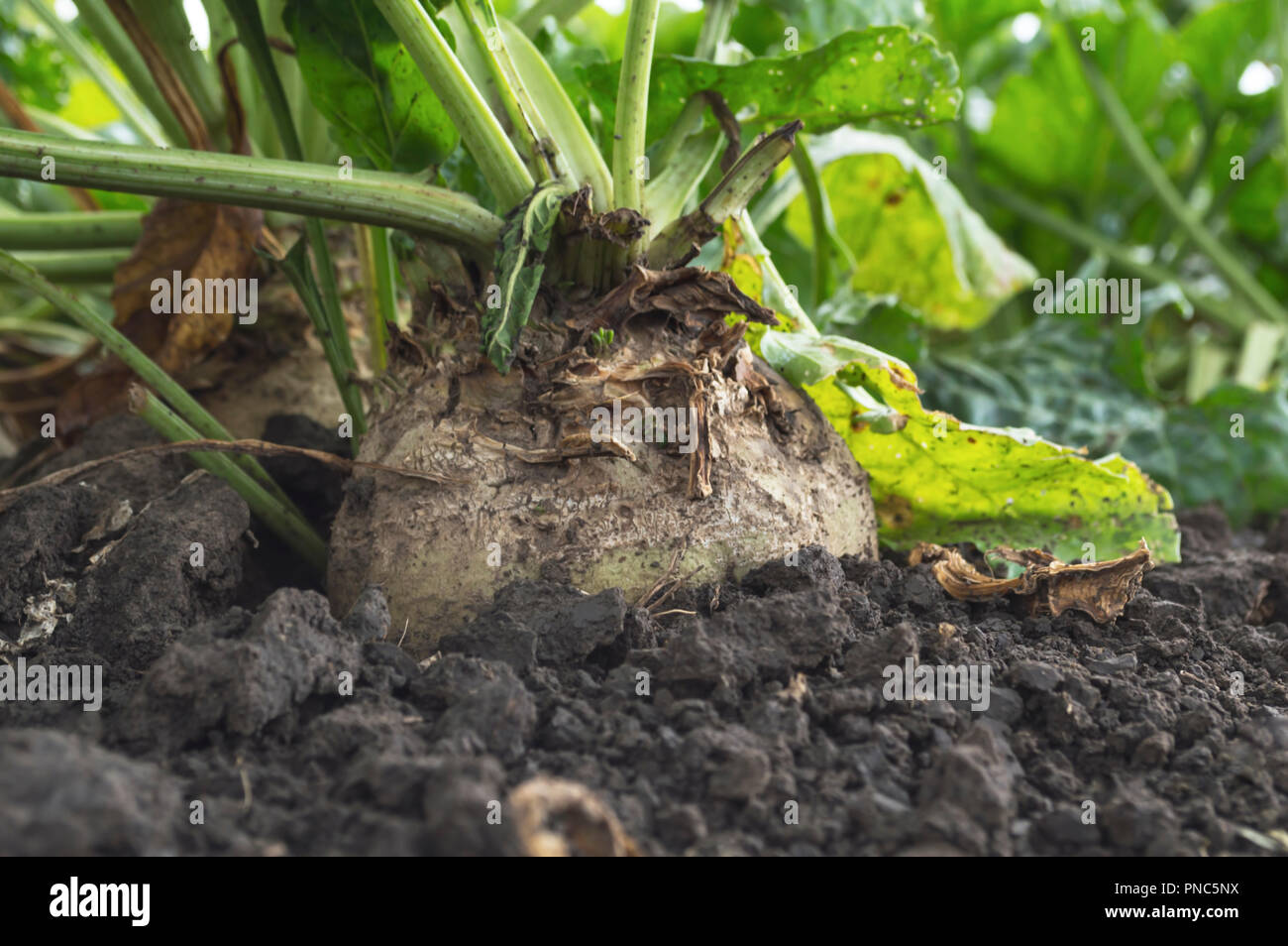 Barbabietole da zucchero di raccolto di radice in terra pronta per la raccolta, il fuoco selettivo Foto Stock
