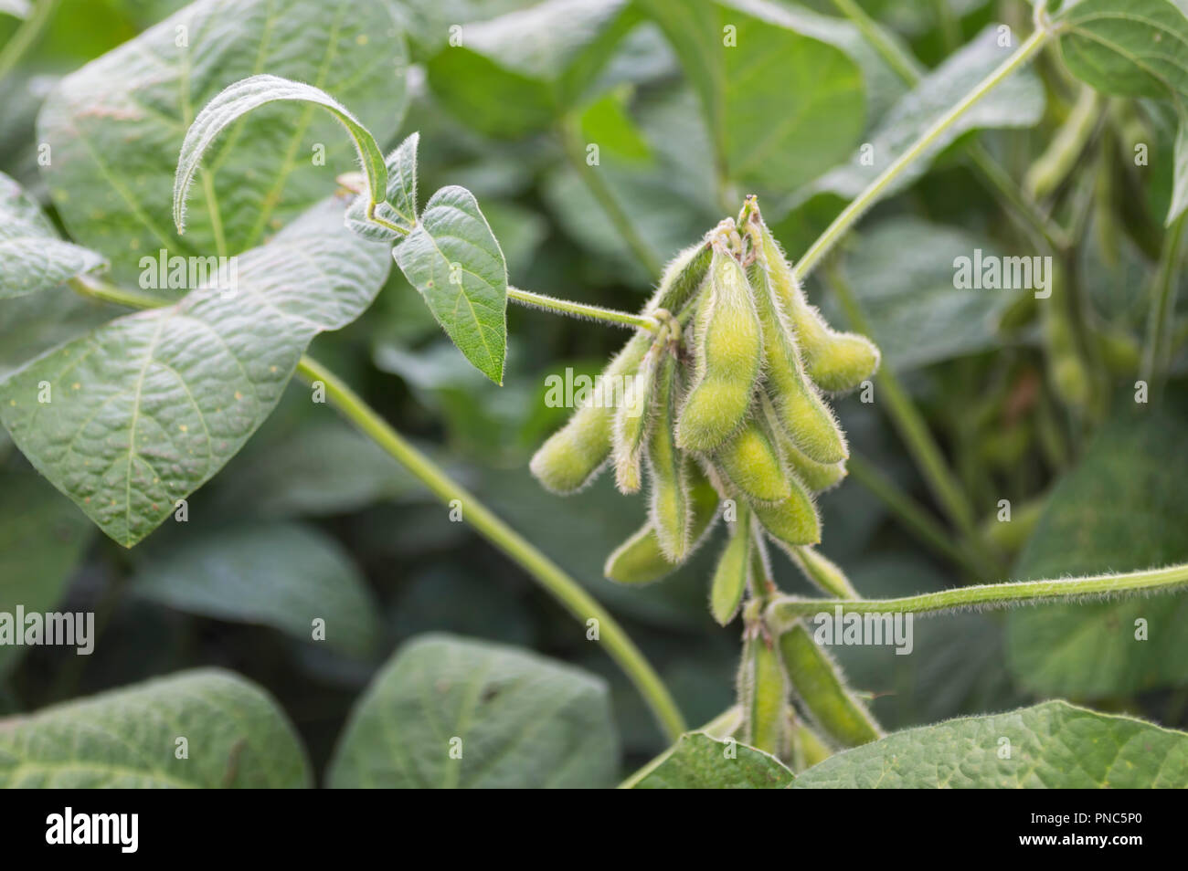 Agricoltura biologica piantagione di soia. Verde giovane semi di soia Semi di colture a Plantation. Selecive focus Foto Stock