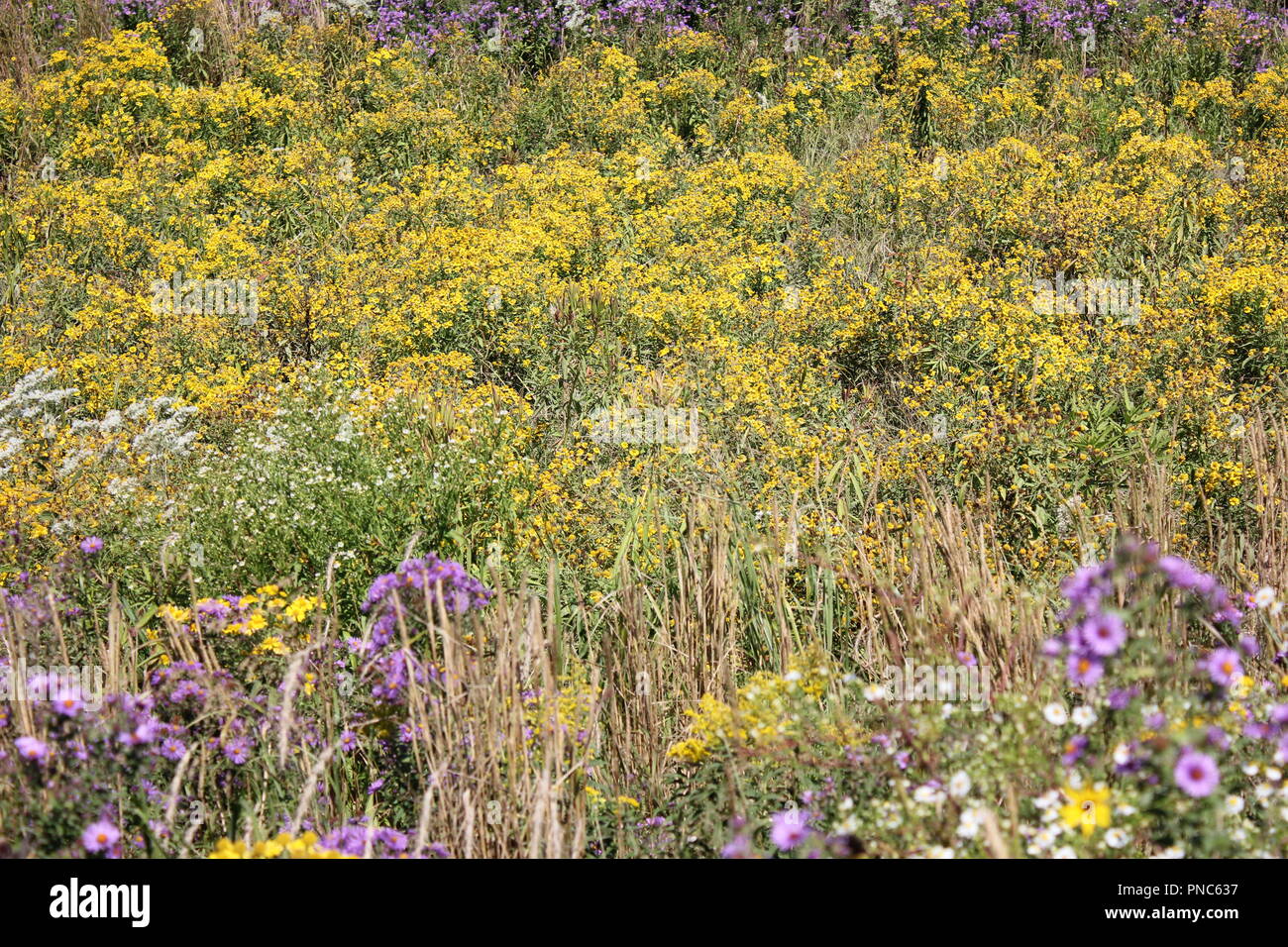 Bellissimo ed enorme campo di fiori selvatici in fine estate e inizio autunno giorno. Foto Stock