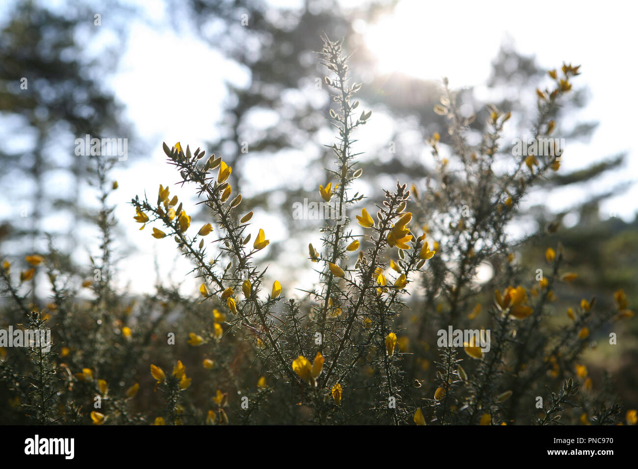 Fioritura giallo gorse (Ulex) ai margini della brughiera e bosco, inverno Foto Stock