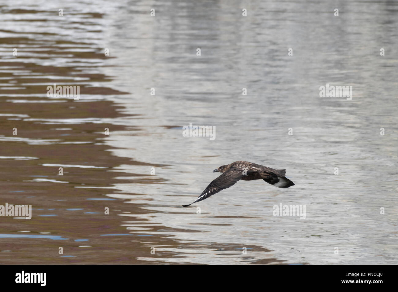 Grande Skua (Stercorarius skua) bird volare oltre oceano off Svalbard, Norvegia. Foto Stock