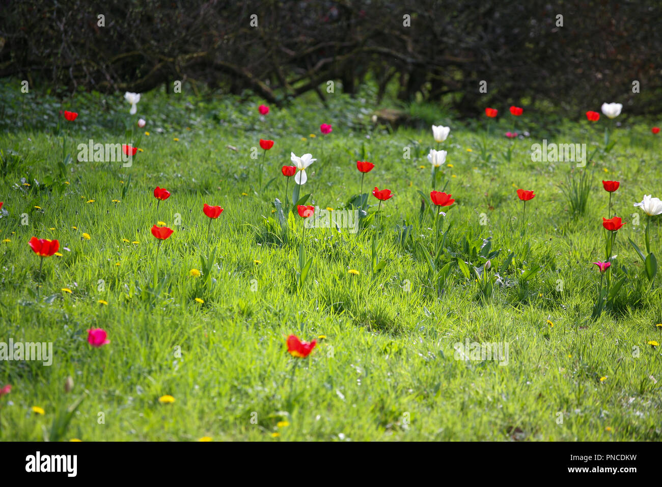 Vivaci tulipani rossi (Tulipa spp.) in un prato erboso, tempo di primavera Foto Stock