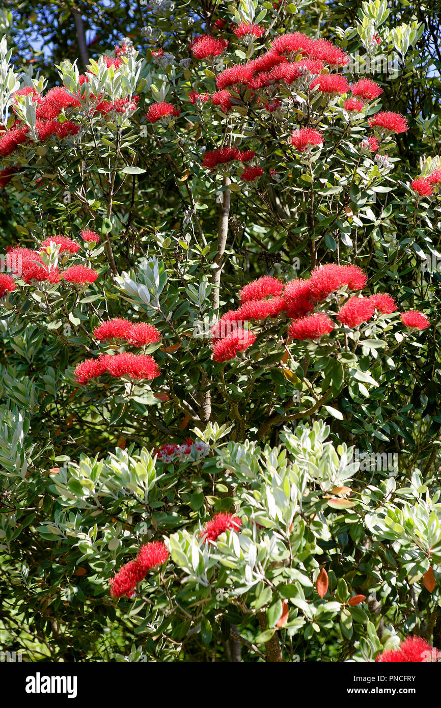 Nuova Zelanda albero di Natale (Metrosideros excelsa) in Tresco Abbey giardino, isole Scilly, REGNO UNITO Foto Stock