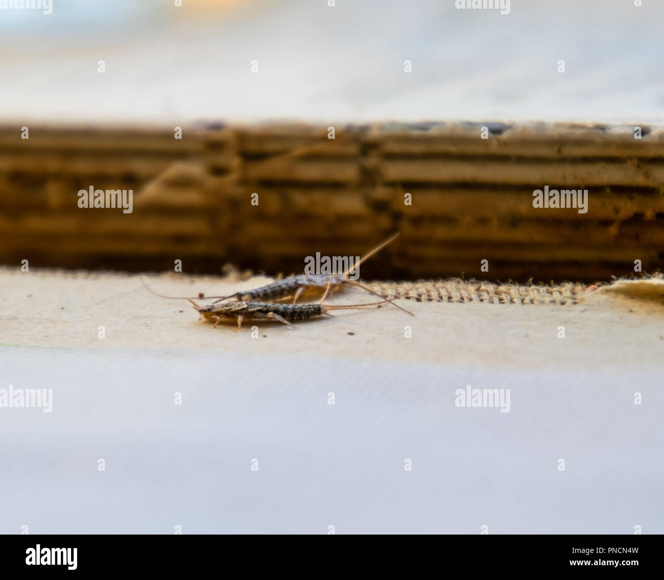 Pest libri e giornali. Alimentazione degli insetti su carta - silverfish, lardoglyphus Foto Stock