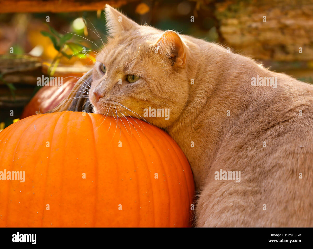 Orange tabby gatto maschio che poggia il capo su una zucca in giardino.. Foto Stock