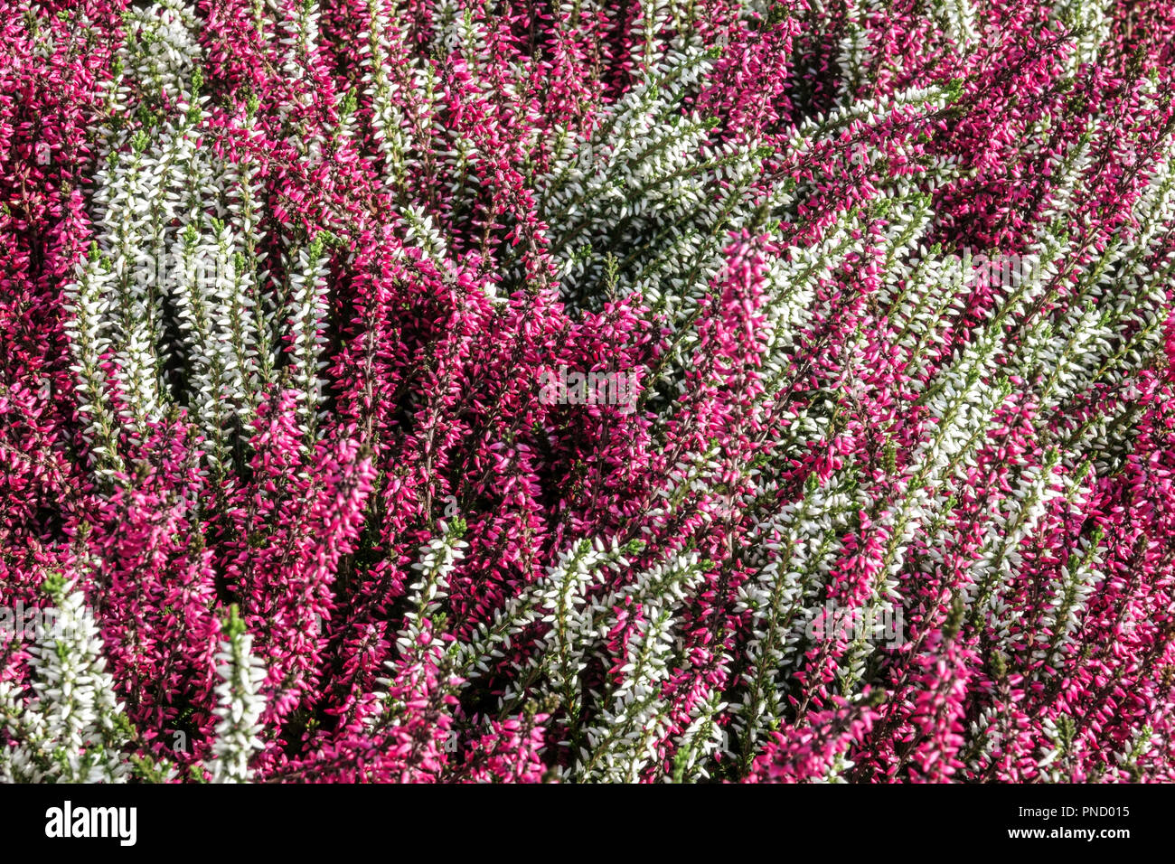 Comune di Heather Calluna vulgaris, coloratissimi fiori da giardino Foto Stock