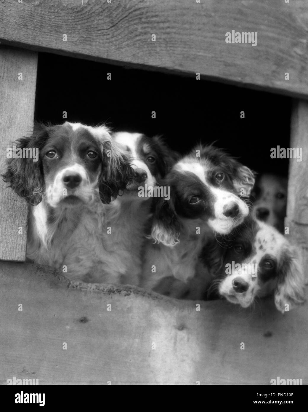 Anni Venti anni trenta cinque cani Setter inglese cuccioli con teste sporgenti di apertura nel canile guardando la fotocamera - d2090 HAR001 HARS ESTERNO SPERANZOSO SETTER CUCCIOLI BLOCCATA IN OCCASIONE DELLA CONNESSIONE POOCH affollamento close-up curioso elegante DARLING CHE VOGLIONO CANINE LONESOME mammifero convivere adorabili attraente IN BIANCO E NERO HAR001 curiosi di vecchio stile Foto Stock