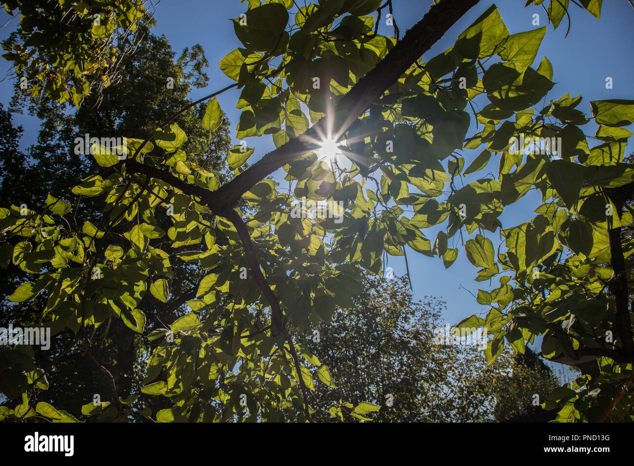 Sole che splende attraverso un albero di catalpa Foto Stock