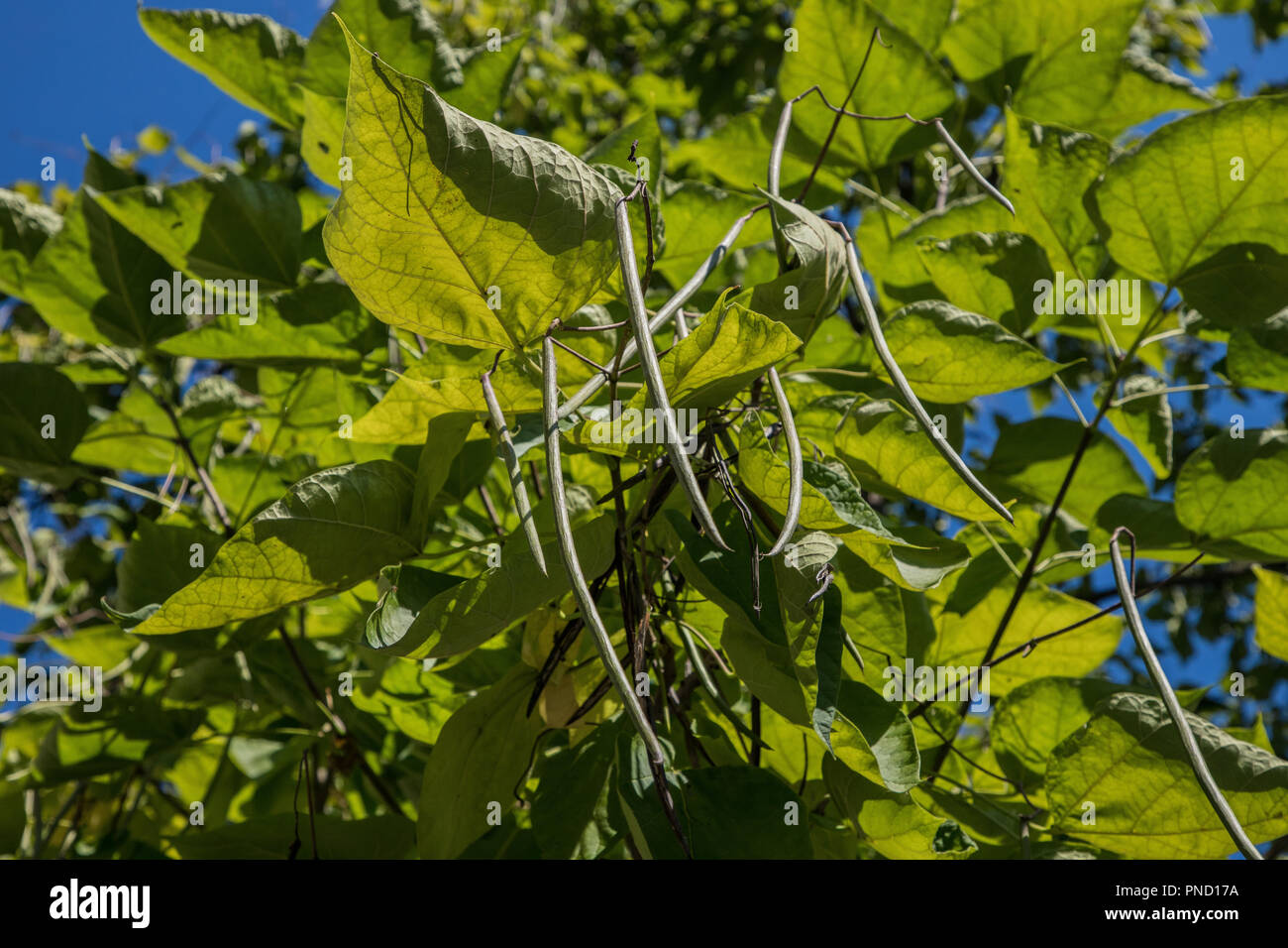 Catalpa tree Foto Stock