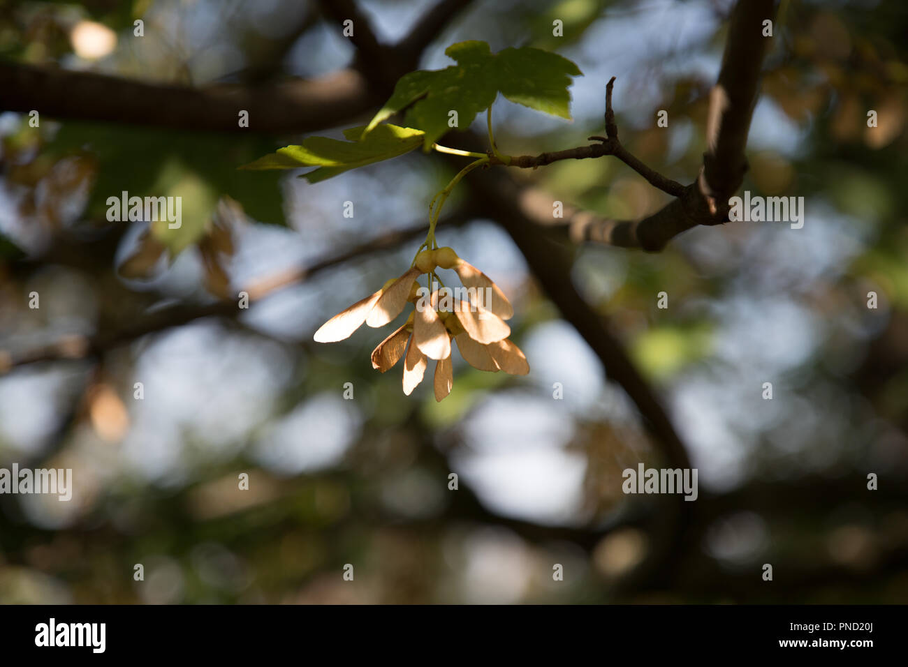 Albero di acero elicotteri Foto Stock