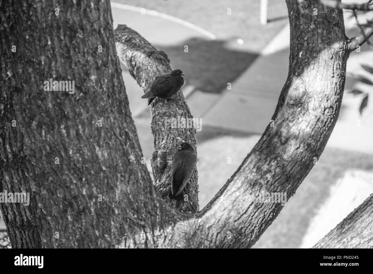 Due piccioni su un albero Foto Stock