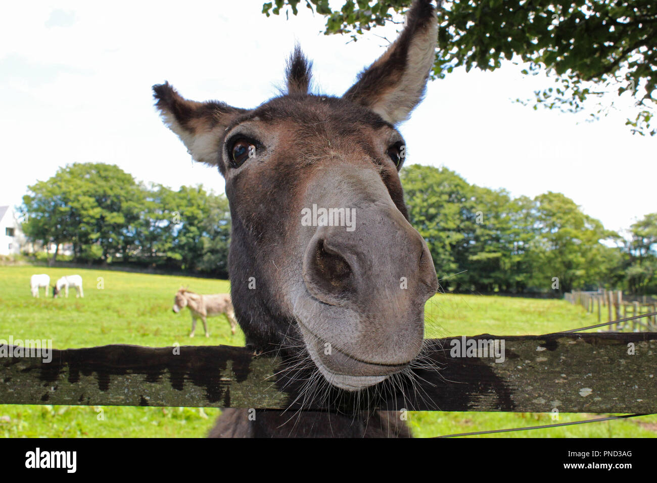 Asino Foto Stock