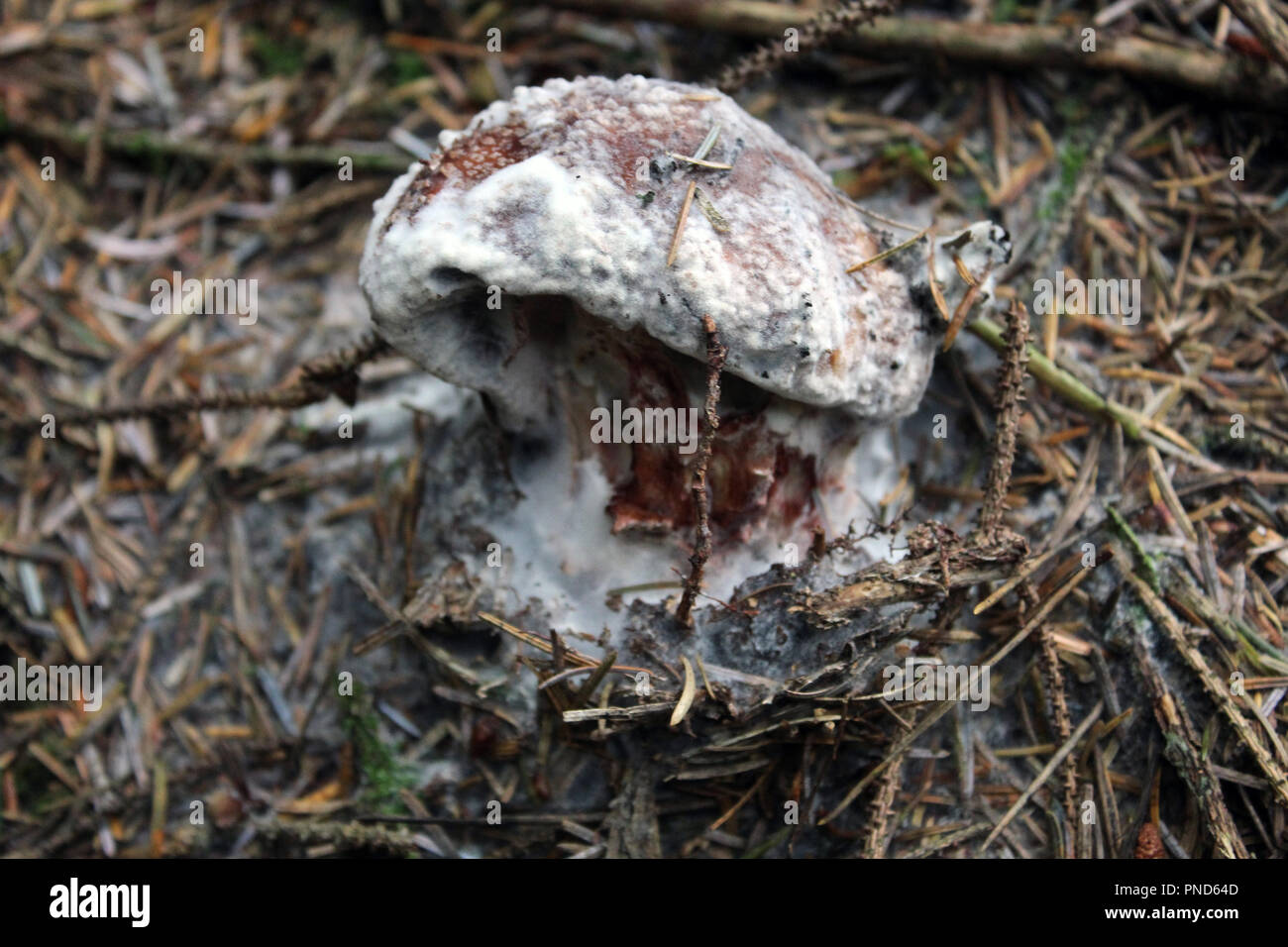 Muffa di funghi di bosco Foto stock - Alamy