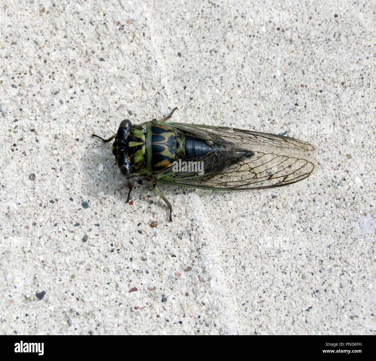 Cane comune giorno Cicala, Neotibicen canicularis, Cicala annuale anche chiamato Dogday Harvestfly Foto Stock
