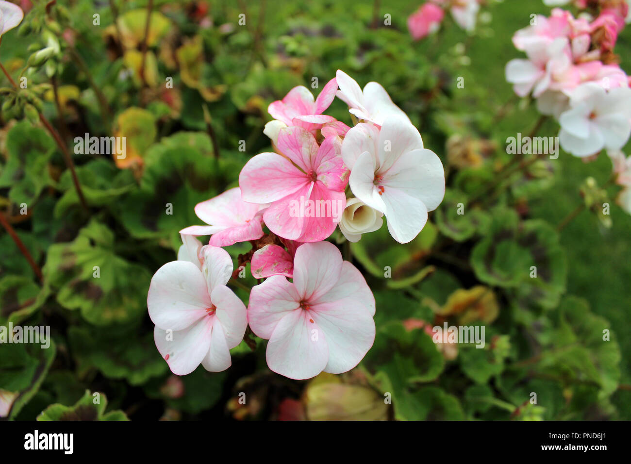 Fiori rosa Foto Stock