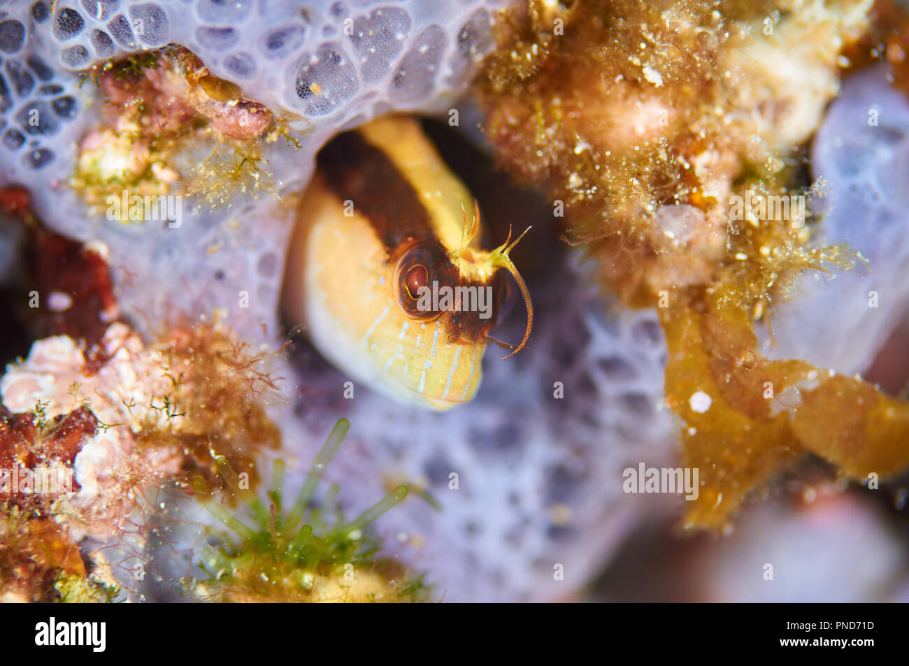 Macro ritratto di un longstriped bavose (Parablennius rouxi) nella sua tana nel Parco Naturale di Ses Salines (Formentera, isole Baleari, Spagna) Foto Stock