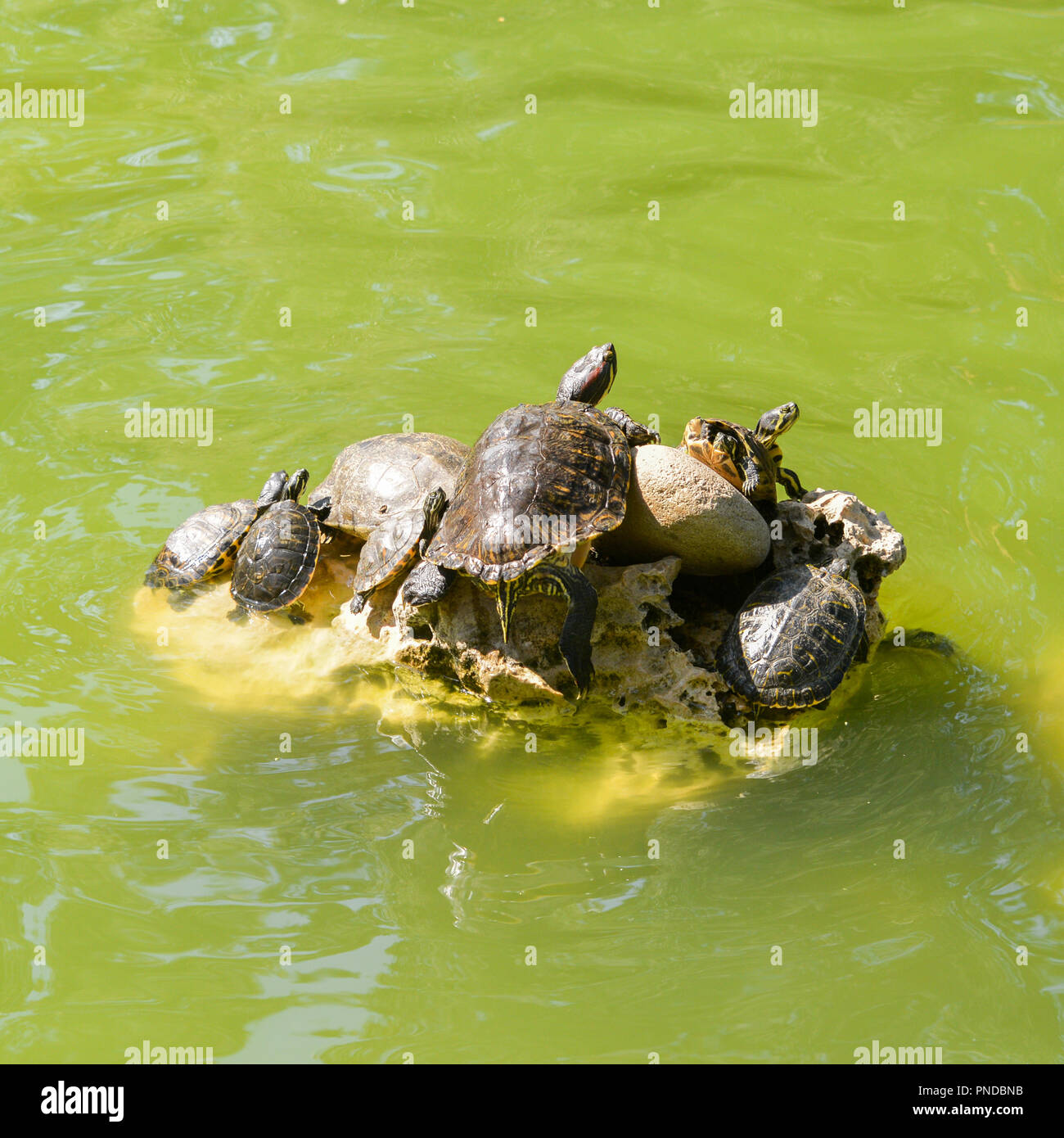Famiglia di tartarughe in uno stagno con acqua verde Foto Stock