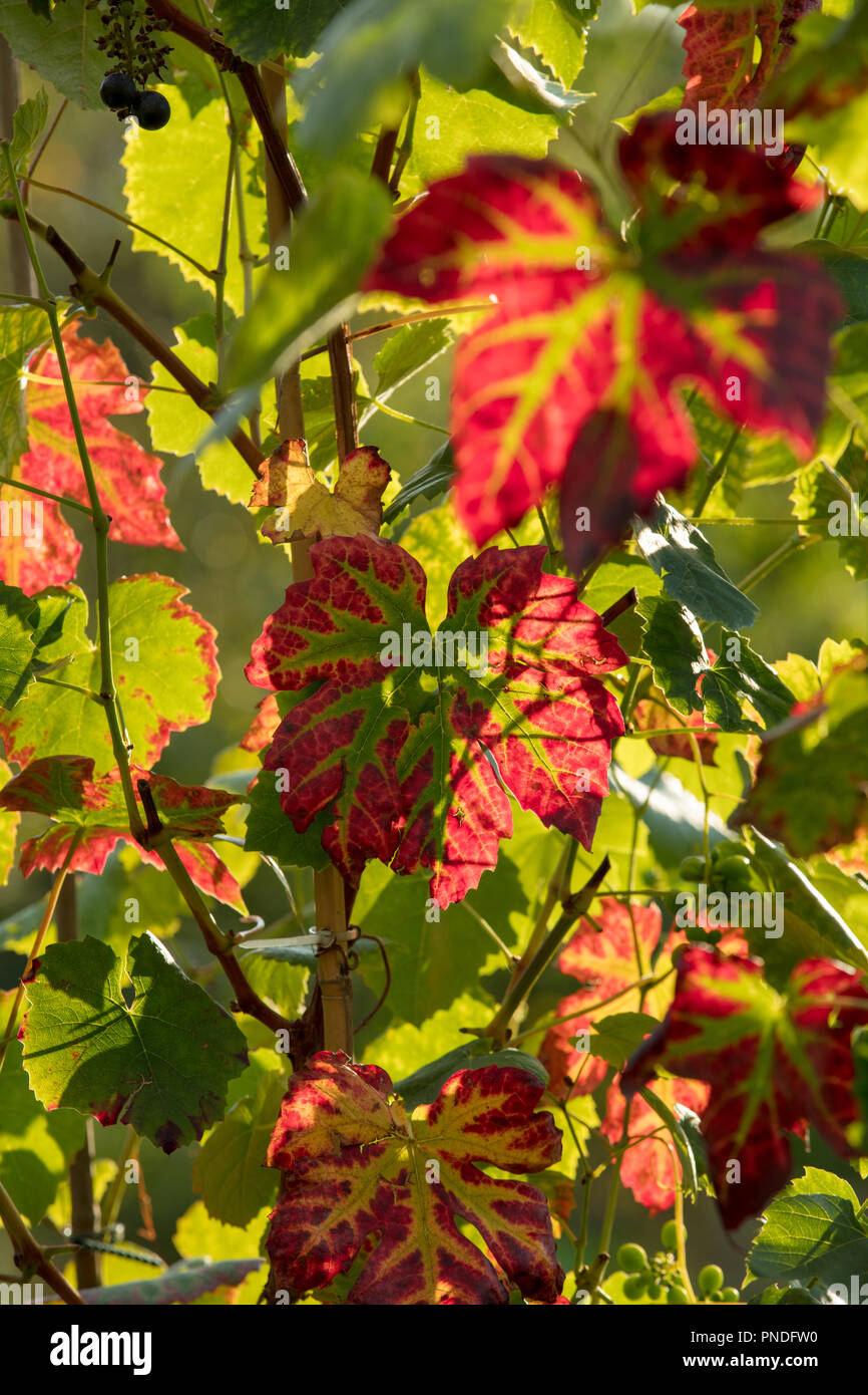 Le foglie di vite diventano rosse nel vigneto immagini e fotografie stock  ad alta risoluzione - Alamy
