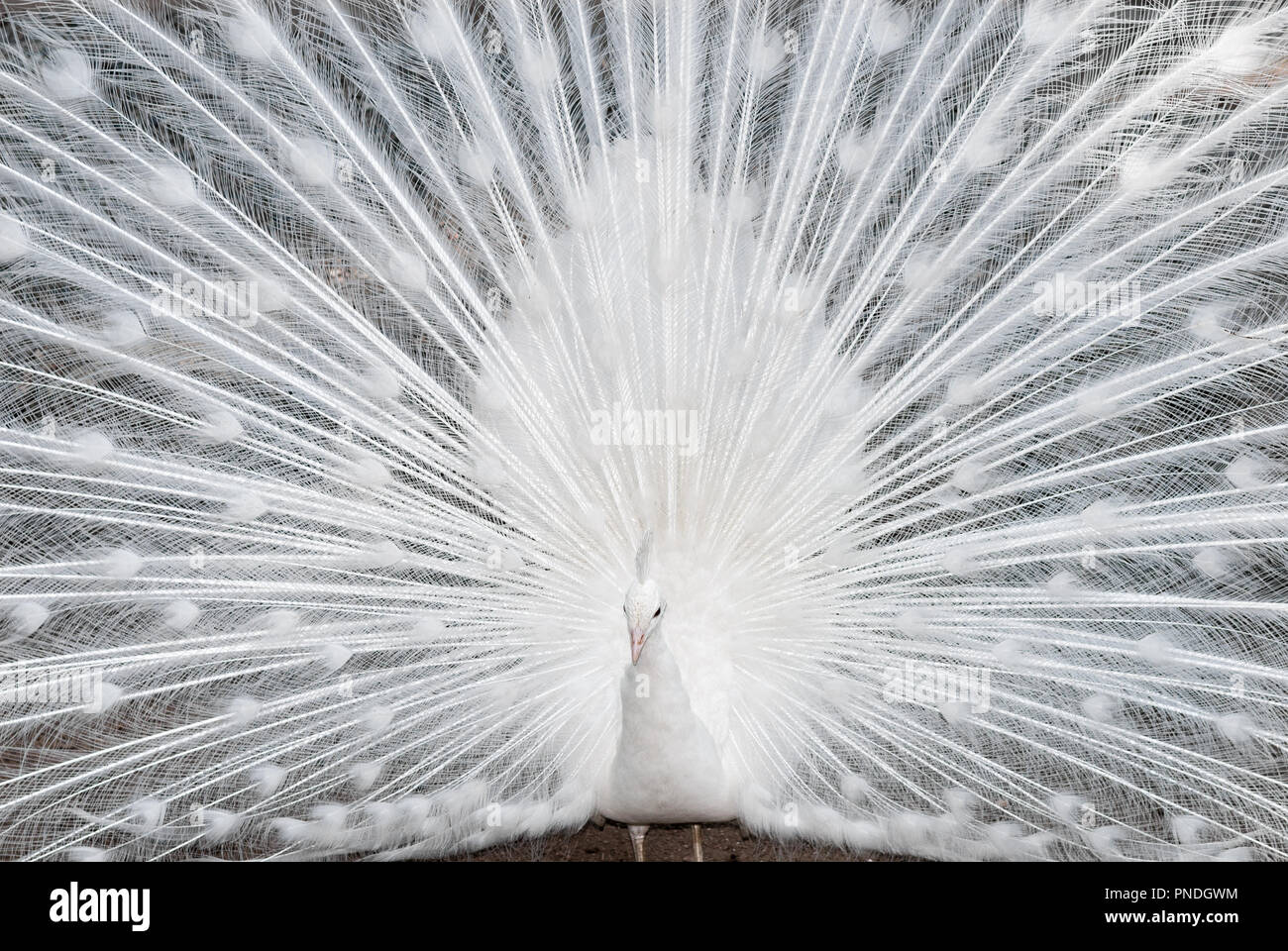 White peacock close up Foto Stock