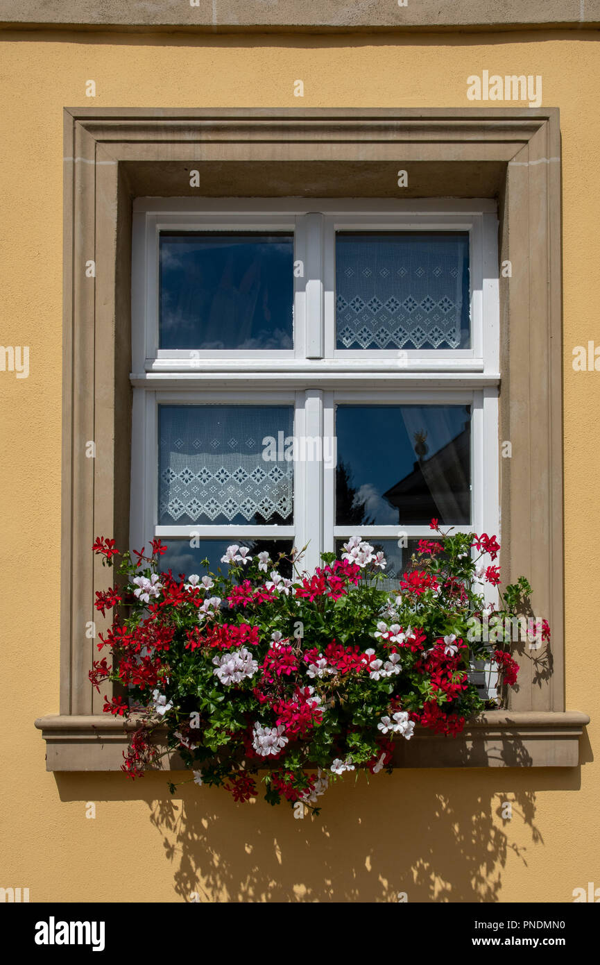 Cassetta per fiori e tende di pizzo in windows sono tipici di Zeil, Germania Foto Stock