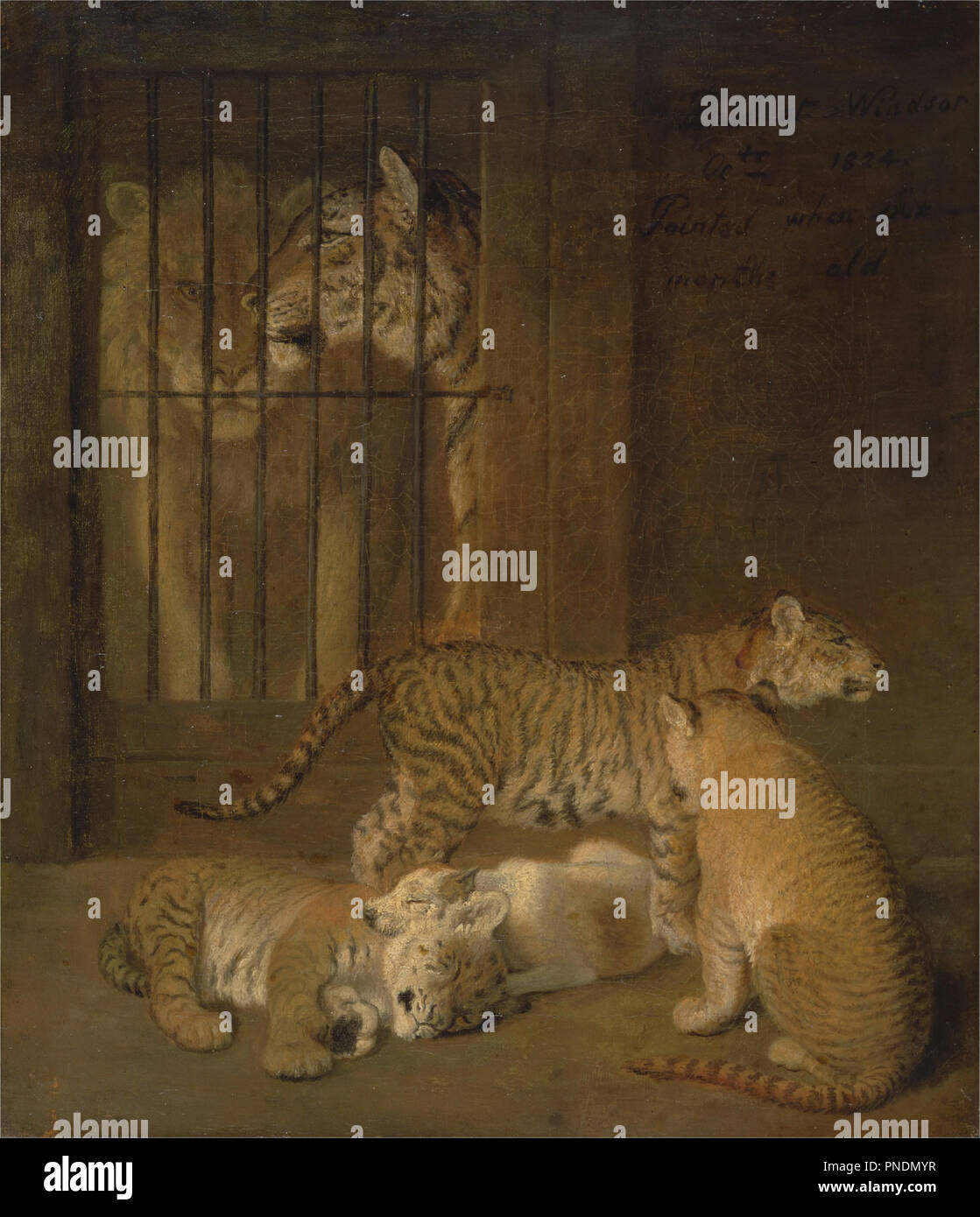 Gruppo di Whelps allevati tra un leone e una tigre. Data/Periodo: 1825. La pittura. Olio su tela. Altezza: 356 mm (14.01 in); larghezza: 305 mm (12 in). Autore: Jacques-Laurent Agasse. Foto Stock