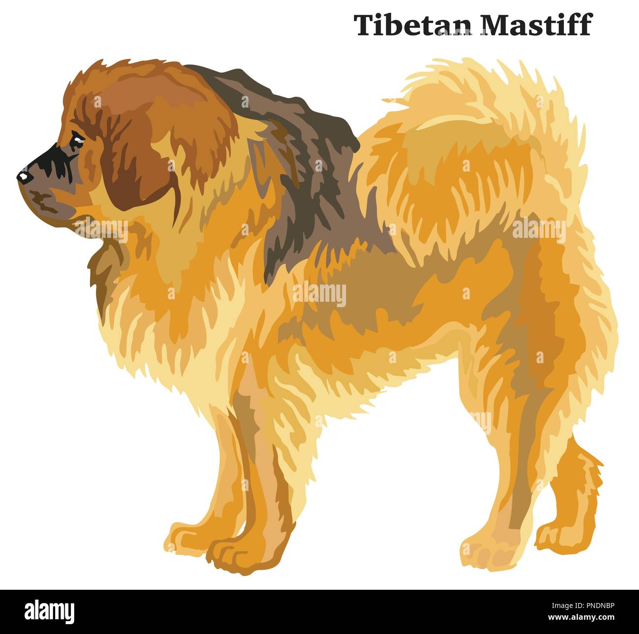 Ritratto di standing in profilo di Mastino tibetano cane, vettore illustrazione colorata isolati su sfondo bianco Illustrazione Vettoriale