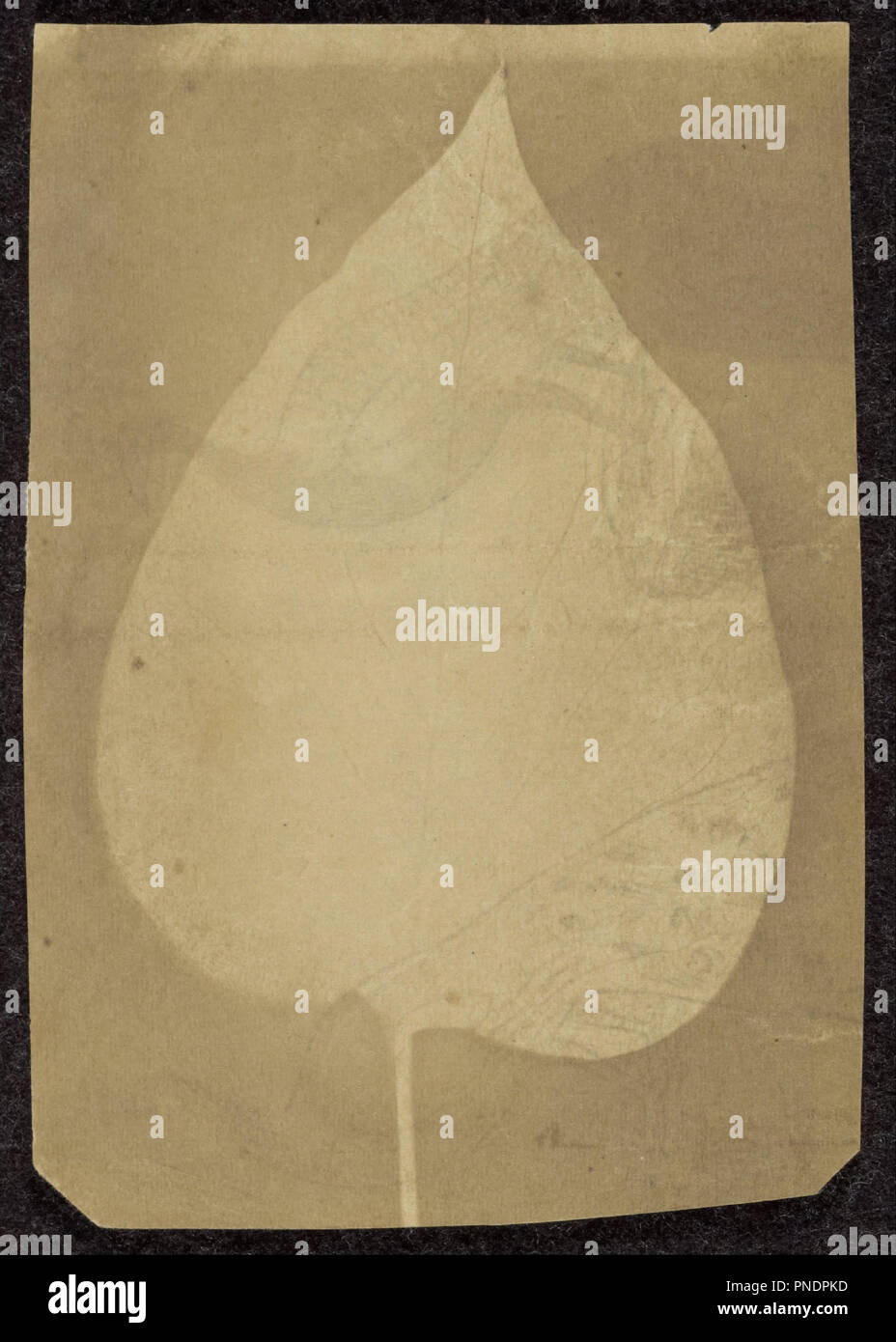 [Da un'unica foglia]. Data/Periodo: 1843 - 1845. Stampa. Fotogenico il disegno. Altezza: 105 mm (4.13 in); larghezza: 73 mm (2.87 in). Autore: Sconosciuto maker, British. Foto Stock