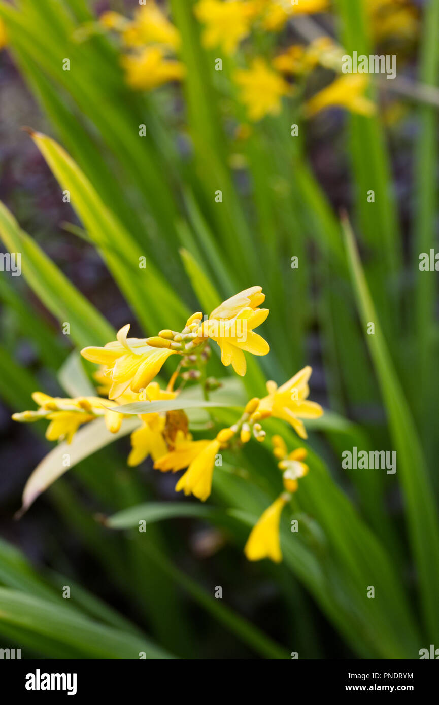 Crocosmia 'Citronella' Fiori. Foto Stock