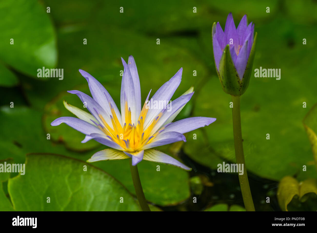 Nymphaea caerulea,(blu egiziano lotus), con foglie di colore verde sullo sfondo Foto Stock