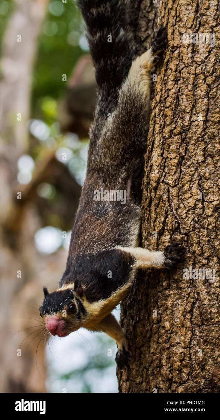 Sri Lanka scoiattolo gigante a Udawalawe parco nazionale, Sri Lanka. Questo è il mammifero nazionale dello Sri Lanka.(Scoiattolo striado) Foto Stock