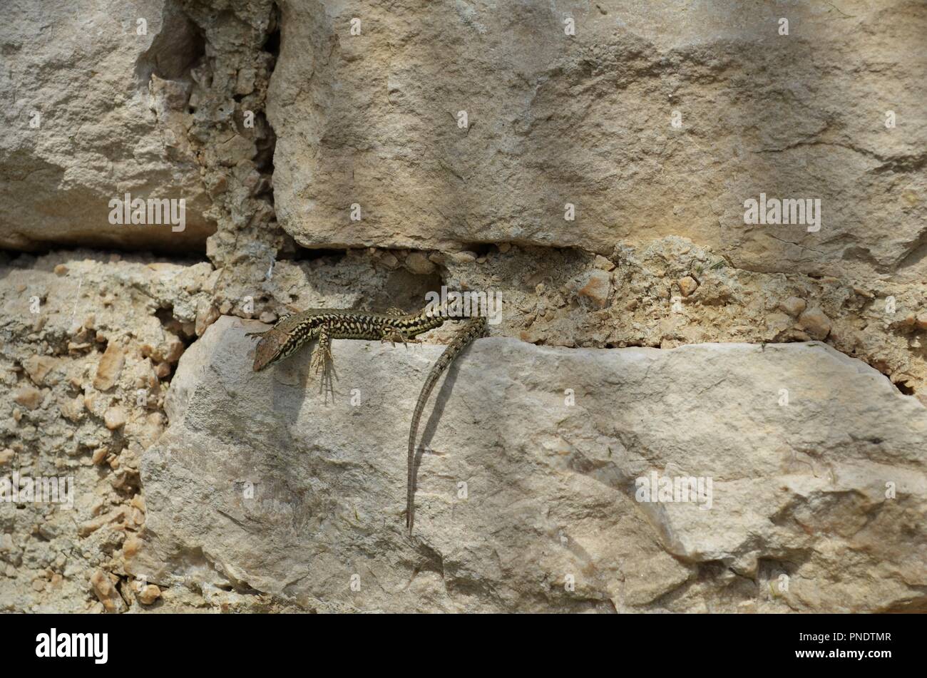 Rettile con nero e marrone pattern su una pietra in Croazia in Istria Foto Stock