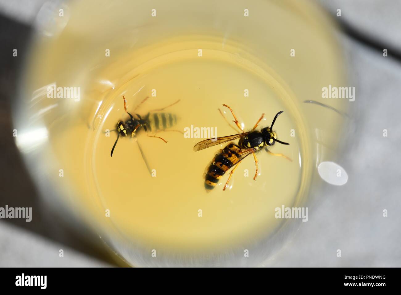 Vespe (Hymenoptera): due vespe attirati al contenuto di zucchero succo di mela in una calda giornata estiva Foto Stock