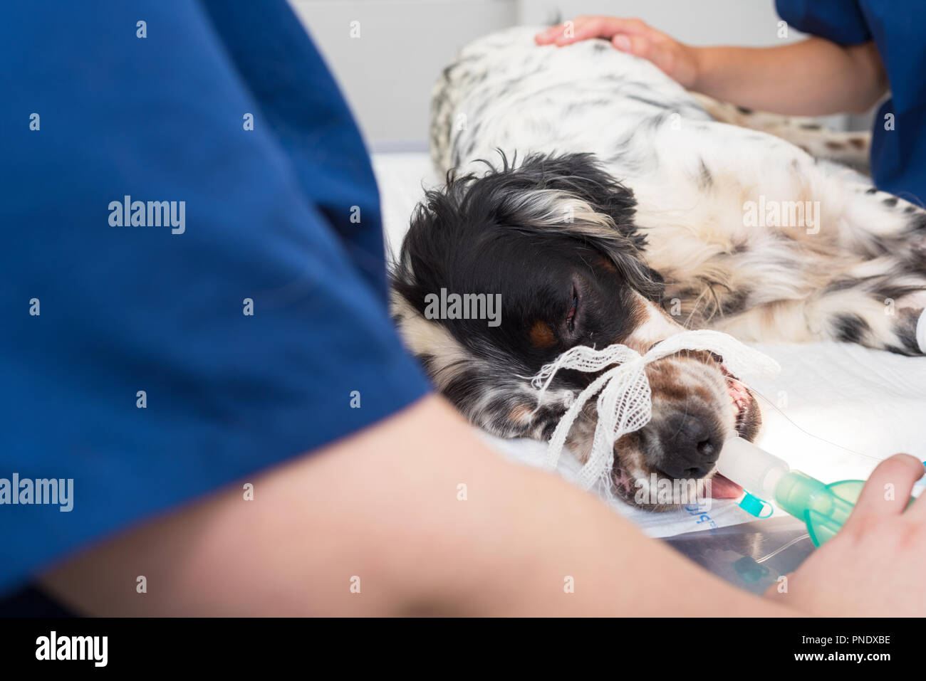 Cane intubato in sala operatoria della clinica veterinaria Foto Stock