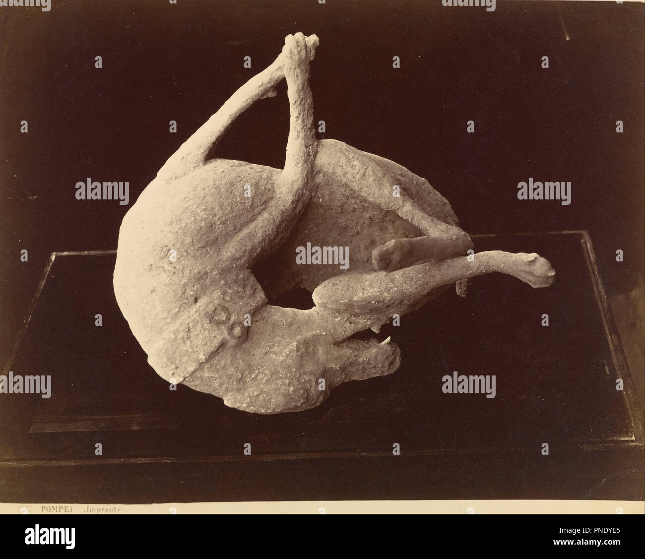 [Cast di un cane ucciso dall'eruzione del Vesuvio, Pompei] - Catalogo nr. 1287. Data/Periodo: 1863. Stampa. Albume d'argento. Altezza: 195 mm (7,67 in); larghezza: 252 mm (9,92 in). Autore: Giorgio Sommer. Foto Stock