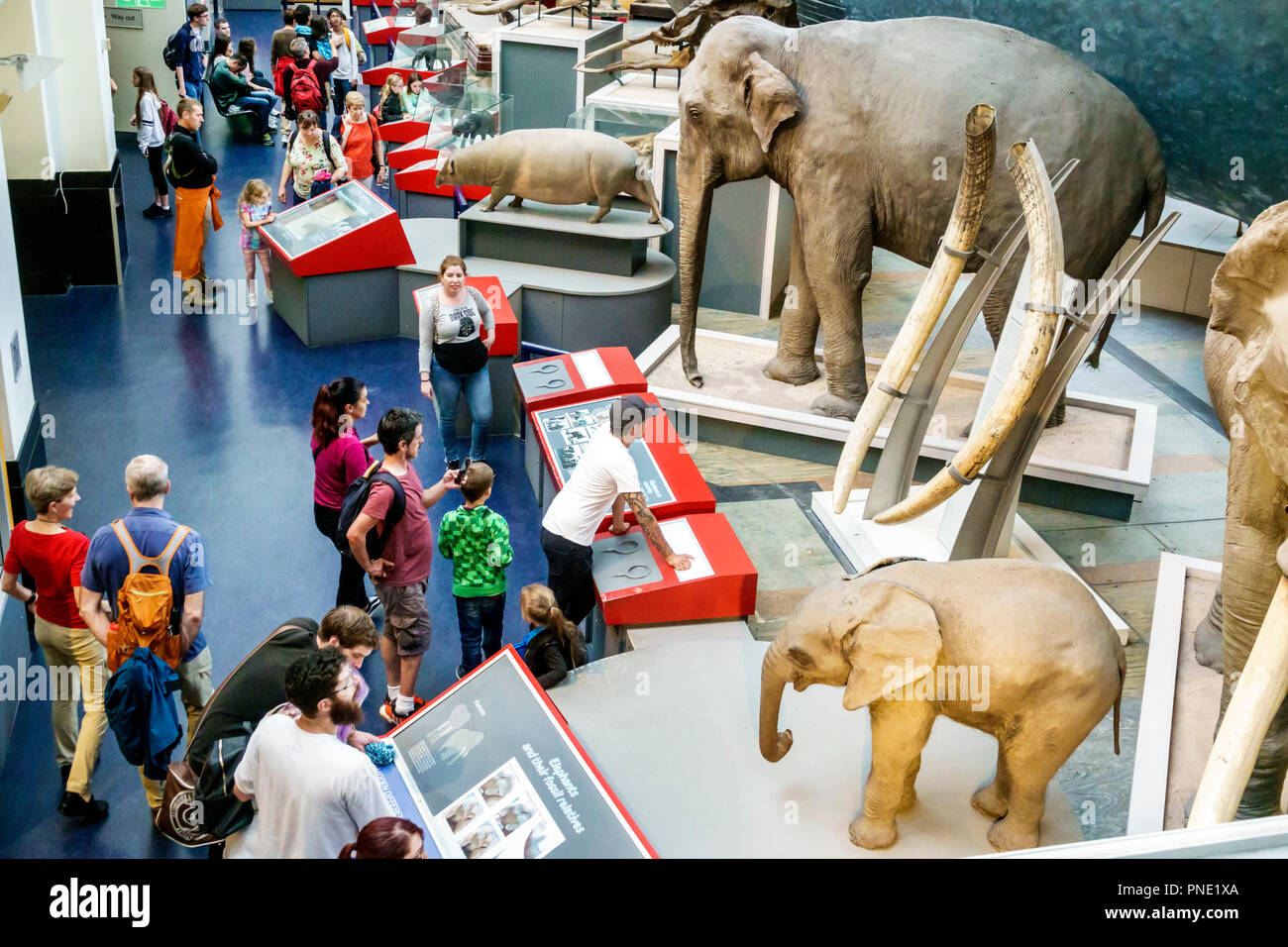 Londra Inghilterra,UK,Kensington,Natural History Museum,Inside interior,Blue zone,mostra,mammiferi,esemplari,elefante,zanne,famiglie,uomo maschio,donna fem Foto Stock