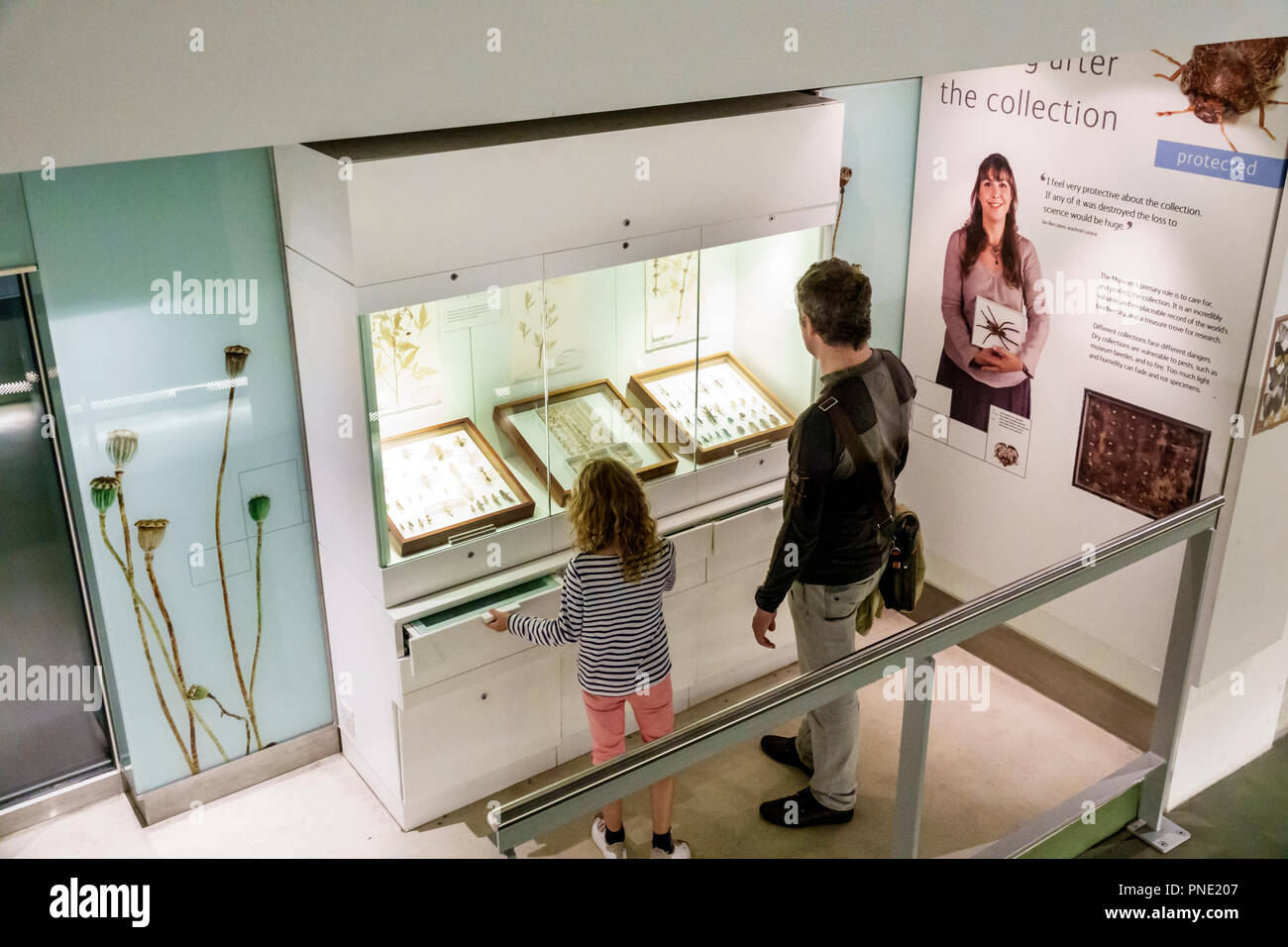 Londra Inghilterra,UK,Kensington,Natural History Museum,centro Darwin Cocoon,laboratorio di ricerca scientifica,collezioni di campioni zoologici conservati sto Foto Stock