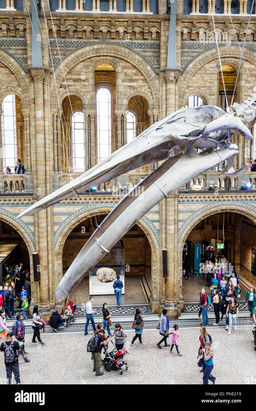 Londra Inghilterra,Regno Unito,Kensington,Museo di Storia Naturale,interno,Hintze Hall,scheletro di balena blu,vista dall'alto,folla,famiglie,Regno Unito GB Inglese Europa, Foto Stock