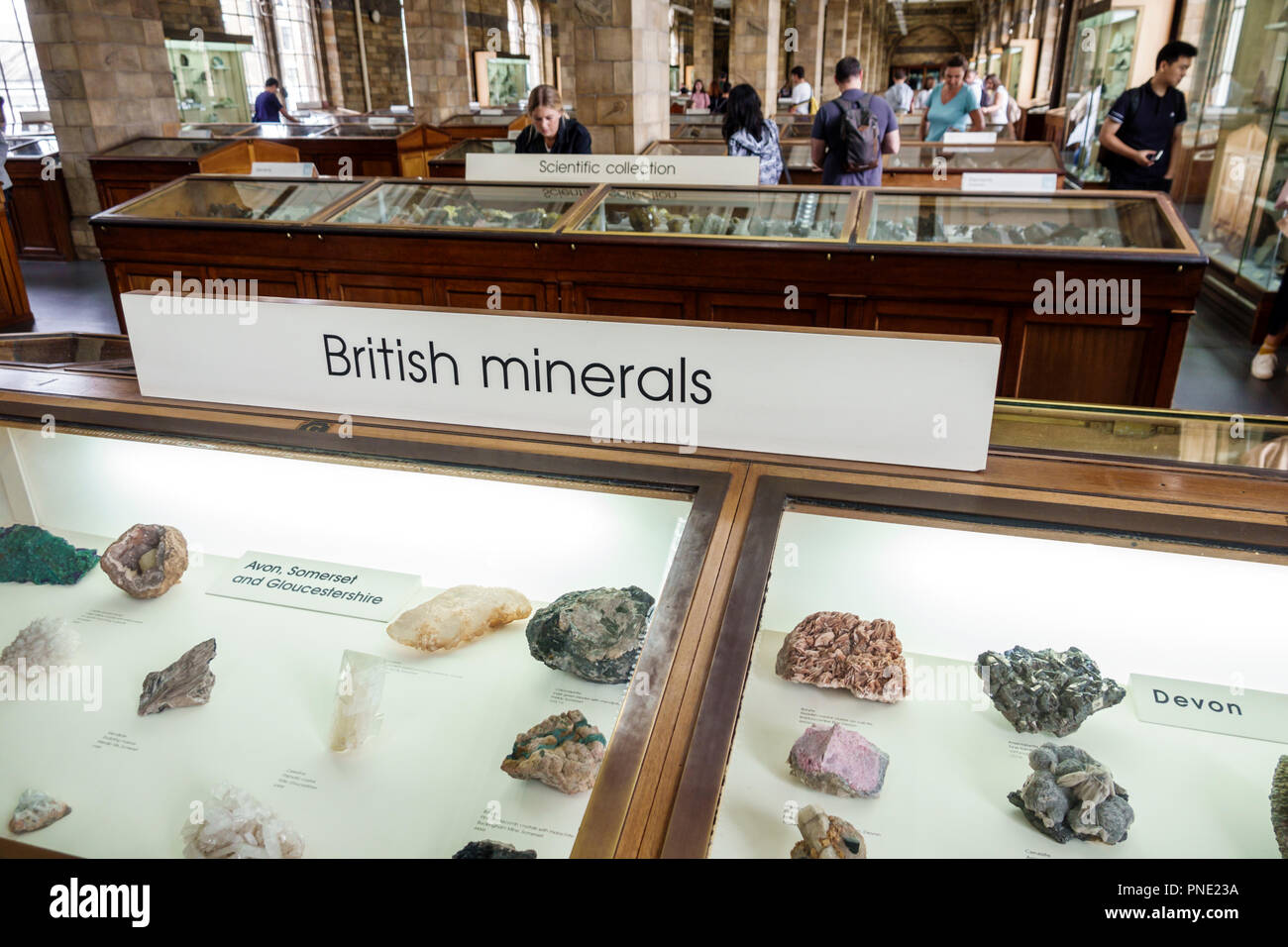 London England,UK,Kensington,Natural History Museum,Inside interior,British minerals exhibition collection gallery,Oak display cabinet,UK GB Foto Stock