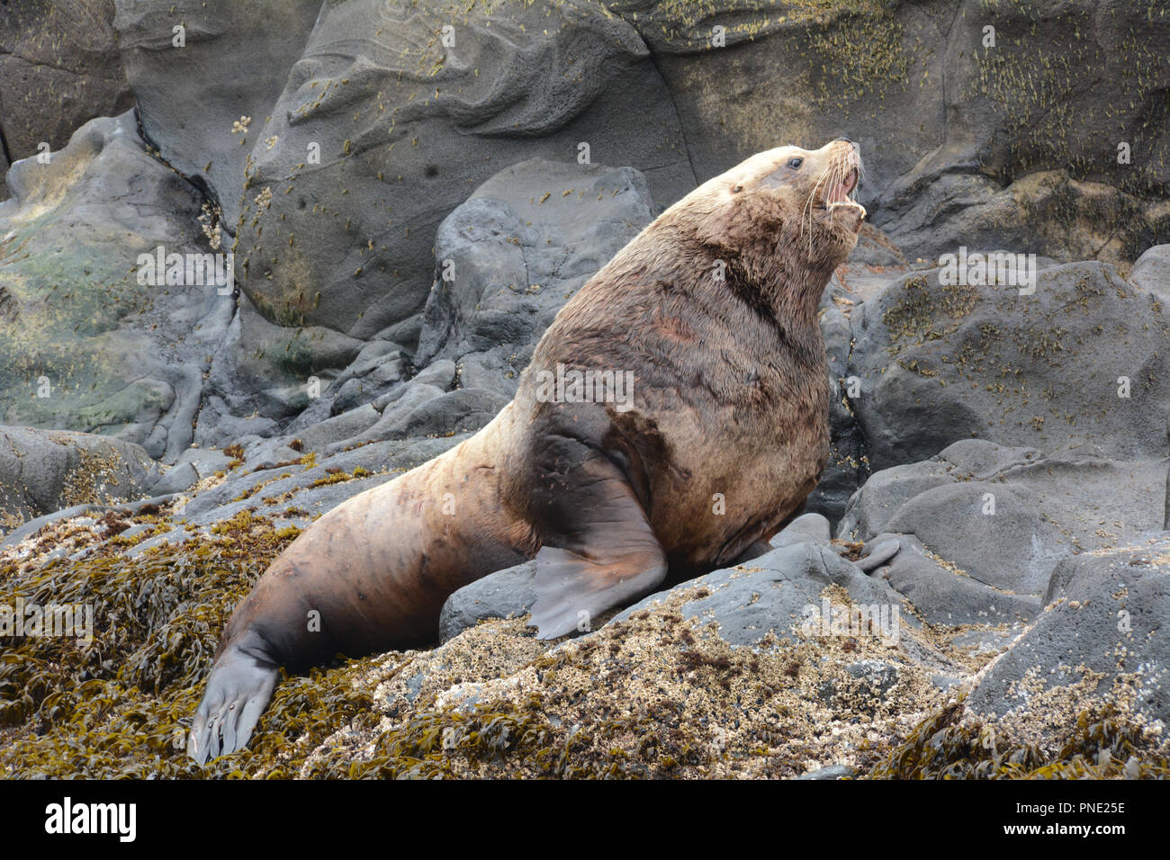 Un grande adulti Steller leoni di mare (maschio bull), poggiante su un rookery da solo durante la stagione riproduttiva nel mare di Bering, isole Aleutian, Unalaska, Alaska. Foto Stock