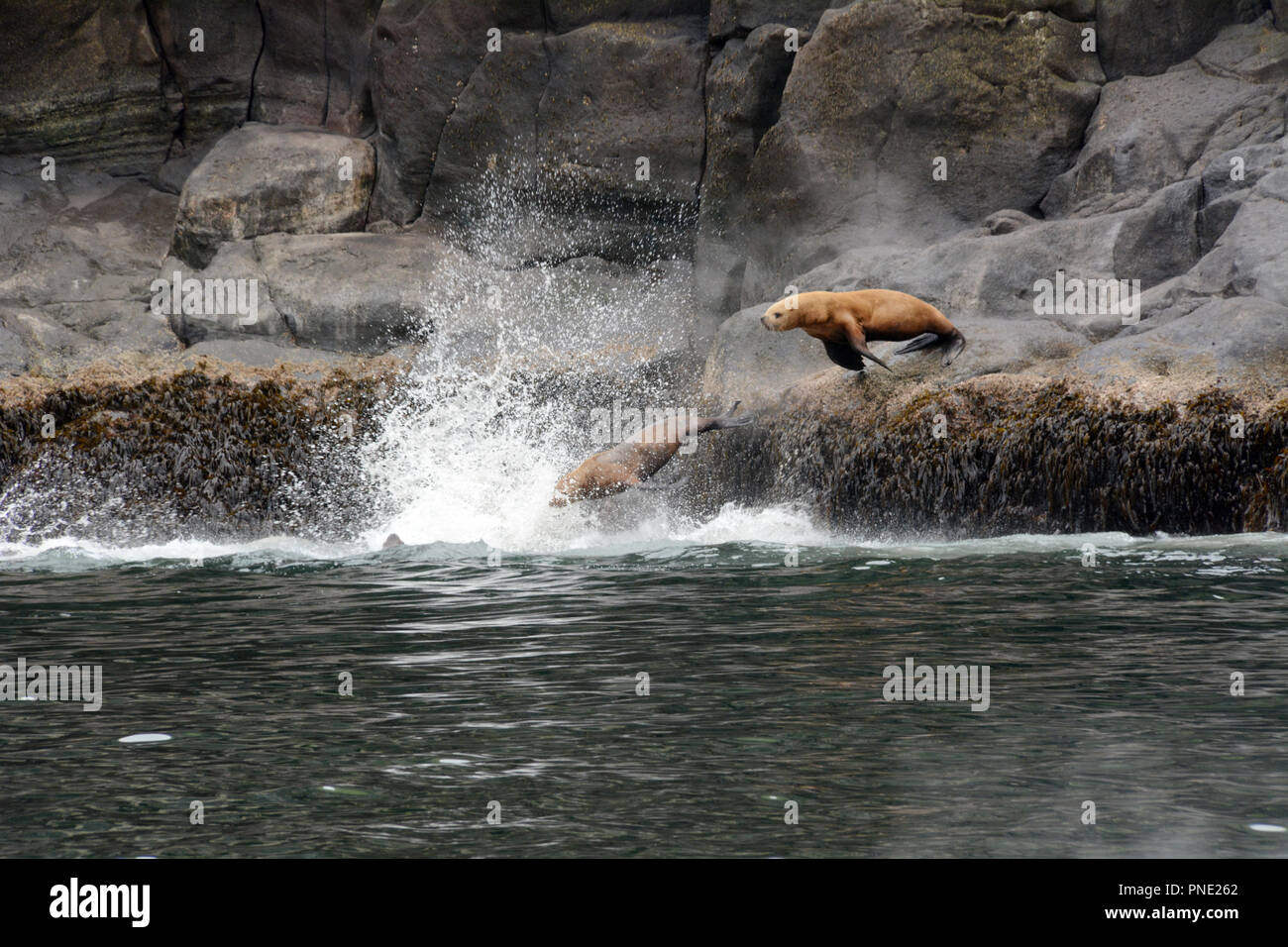 Tre adulti Steller leoni di mare, parte di una colonia, immersioni nelle acque del mare di Bering, nelle isole Aleutian, Unalaska, Alaska. Foto Stock