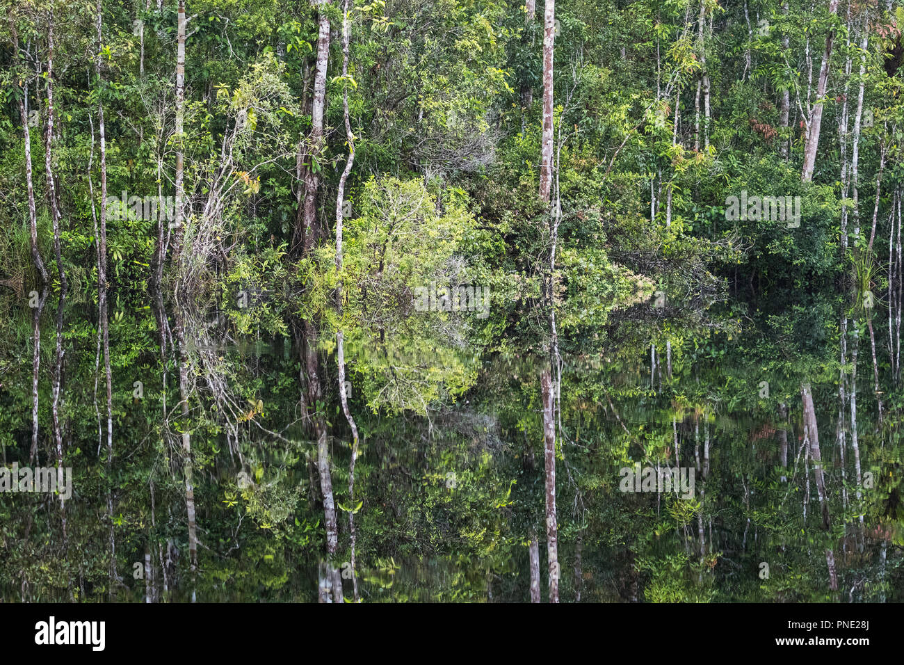 Riflessioni sulla Buluh Kecil River, Tanjung messa National Park, Borneo, Indonesia. Foto Stock